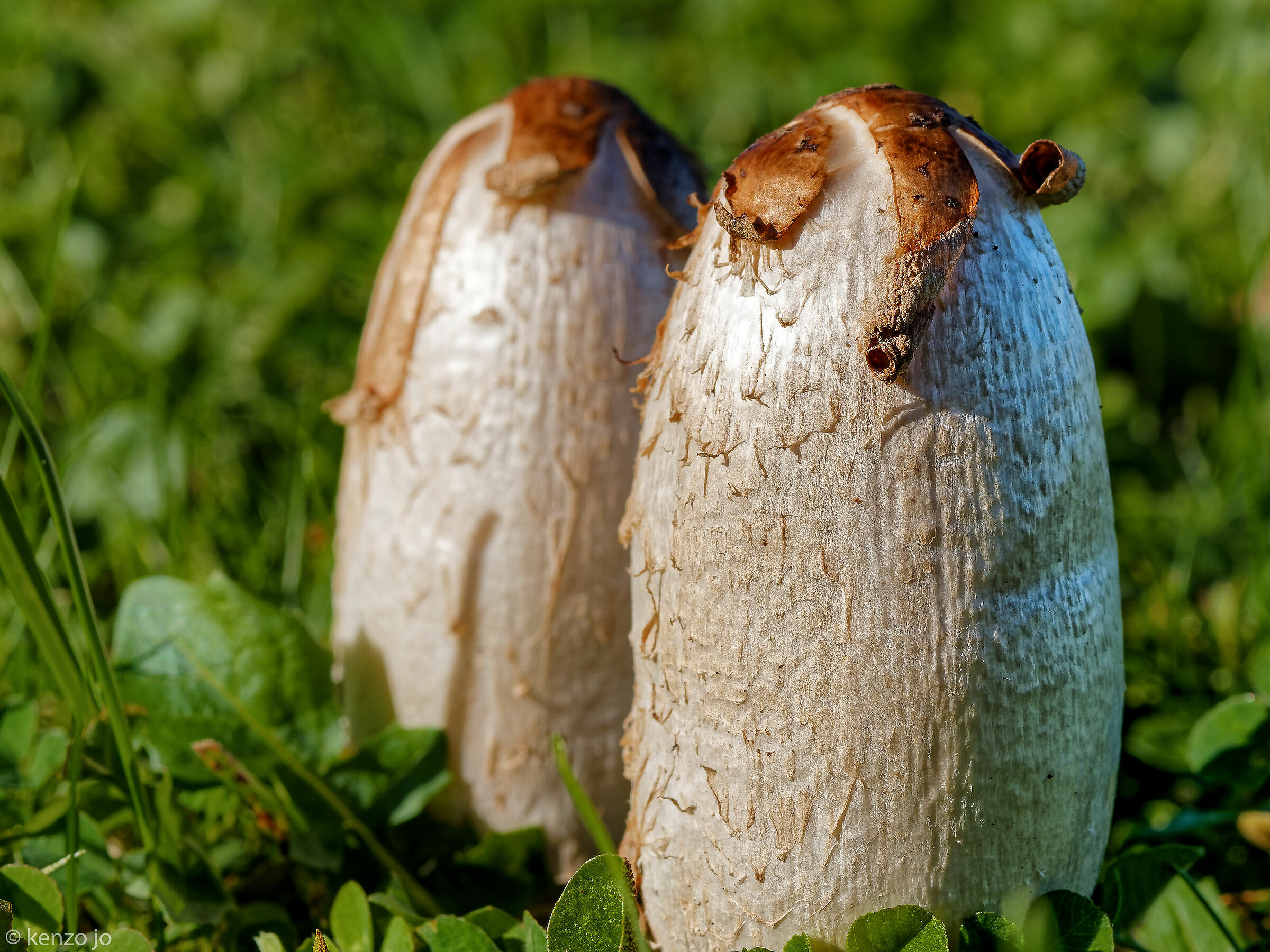 Fungo Carmensita Lavazza