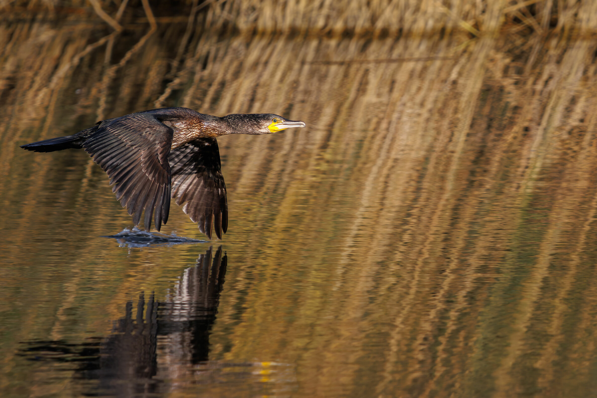 Cormorano acquaplano