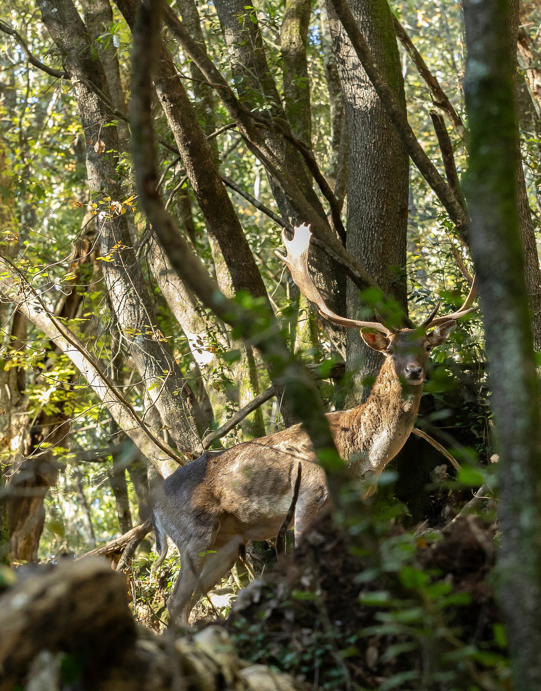 Uno fotografa funghi e poi spunta lui...