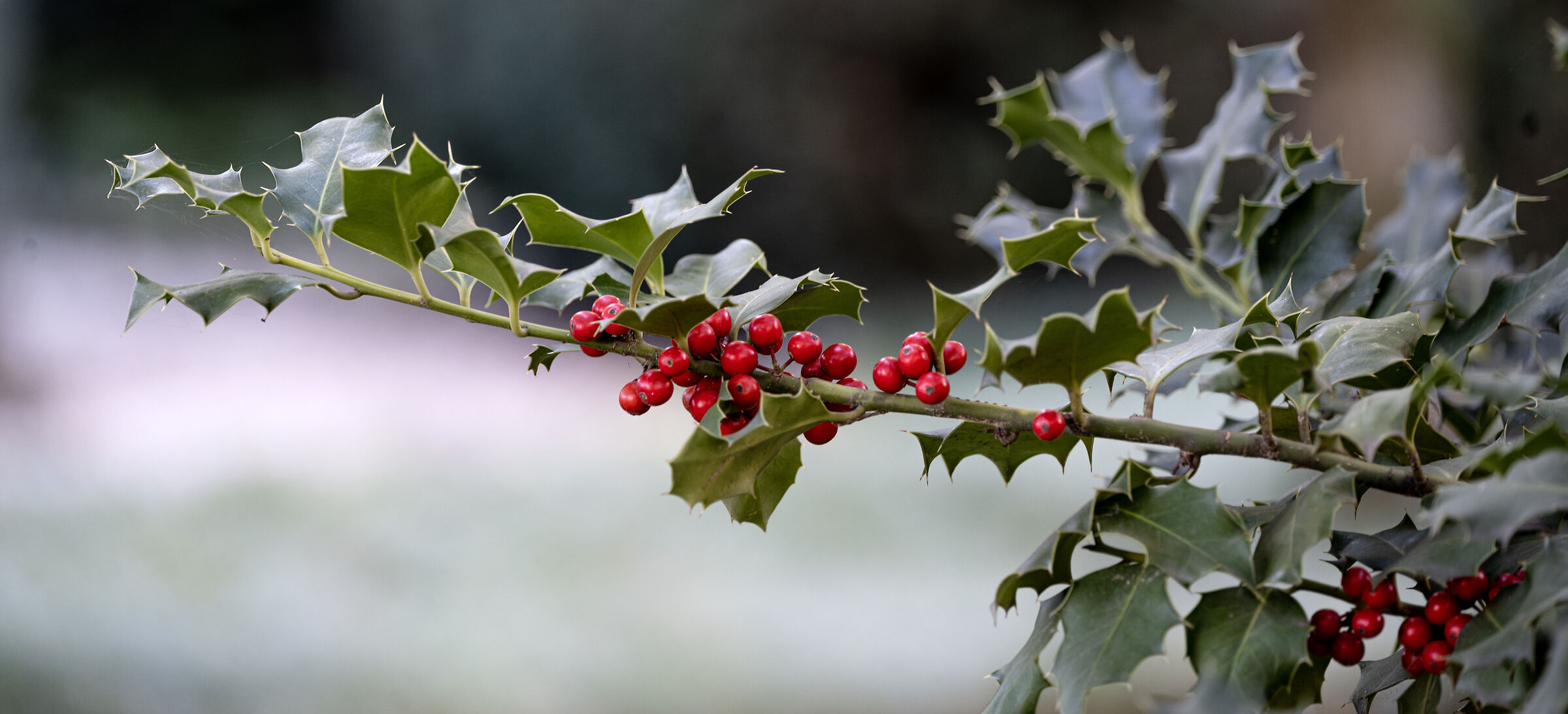 Christmas is approaching