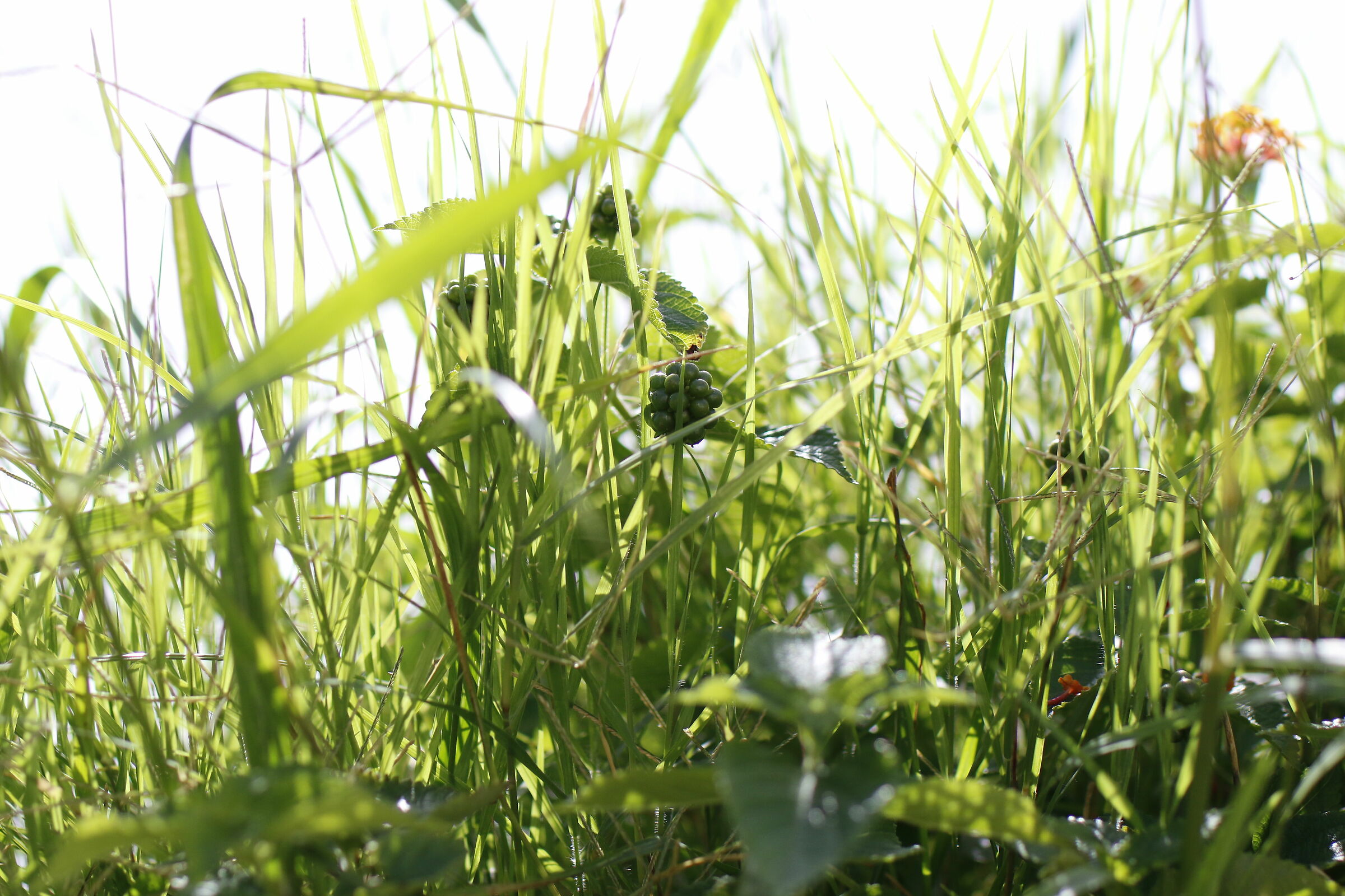 " 1/ 8 Mila "F. 2.8  Milvus Zeiss 50, 1.4- Canon 7...