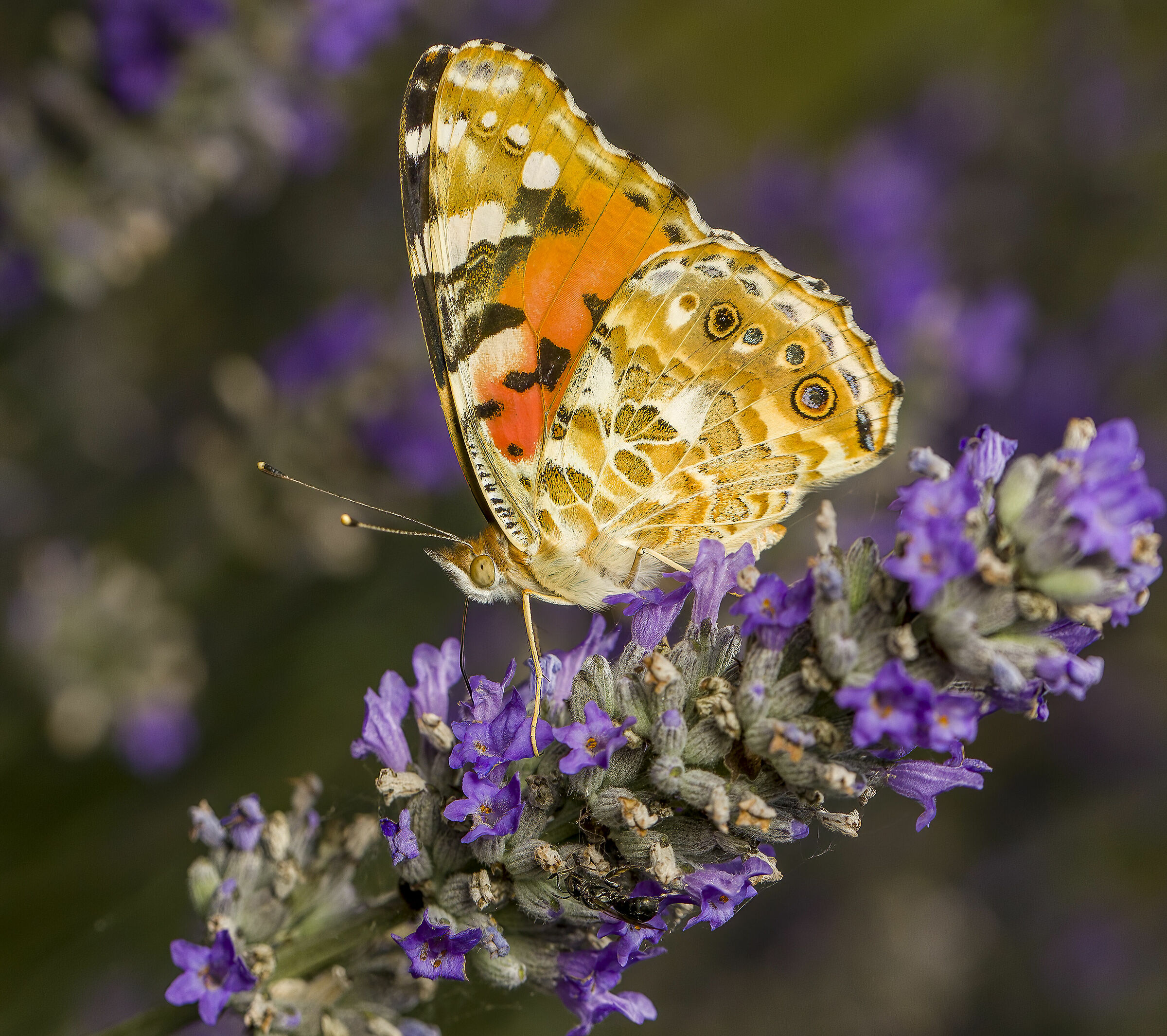 Vanessa cardui