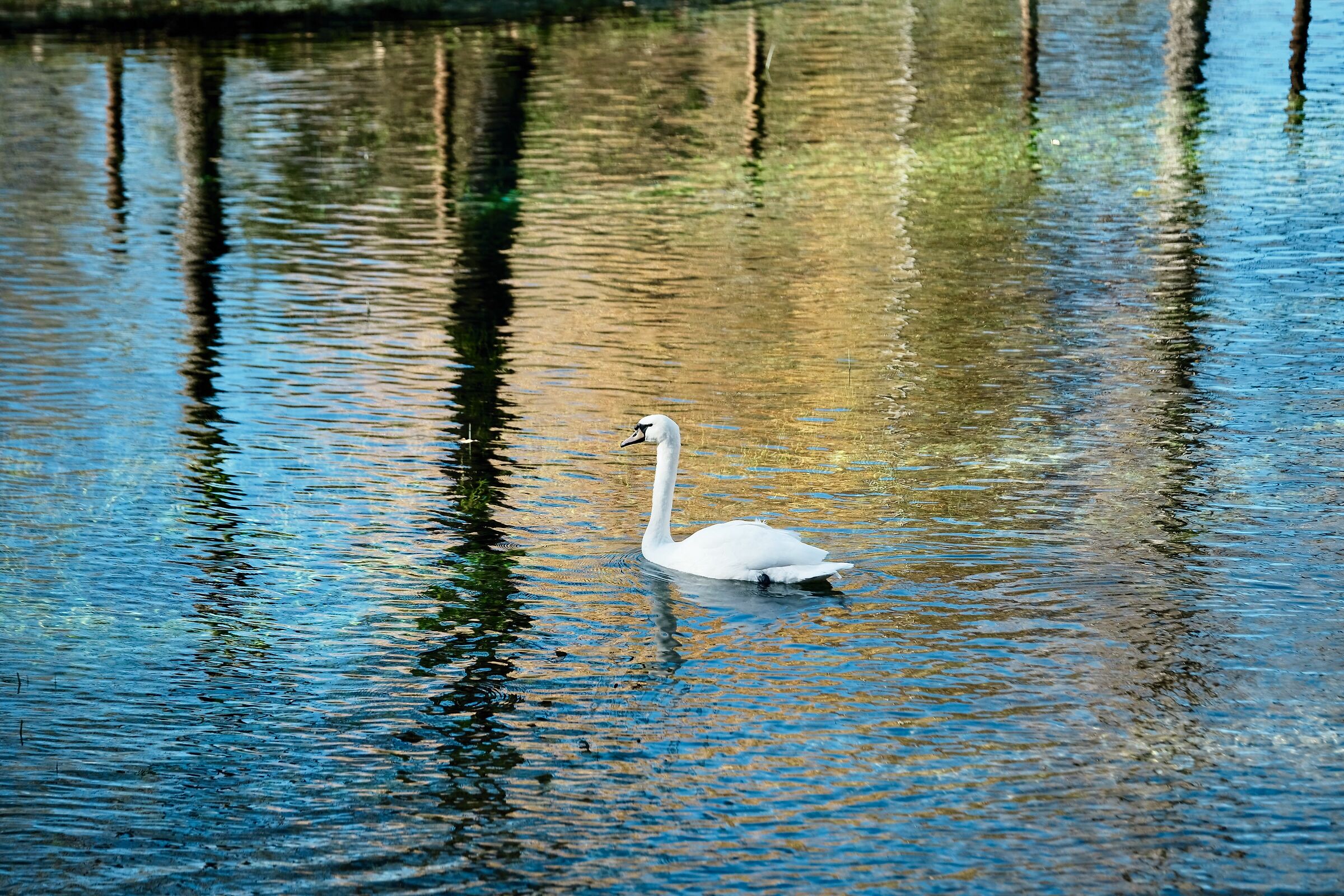 The white and the colour