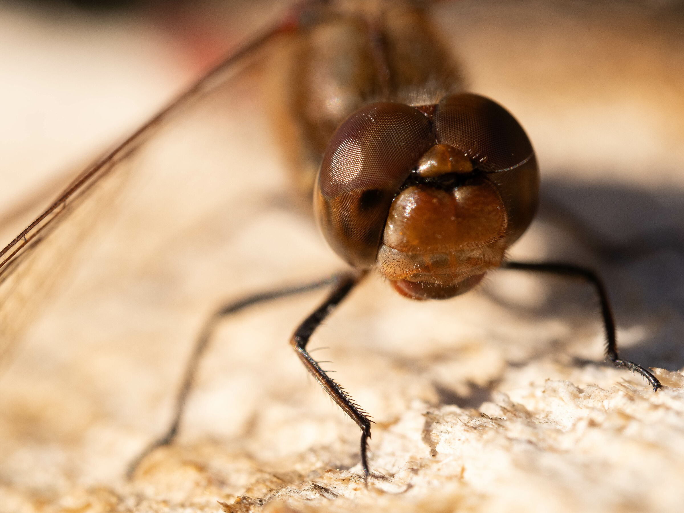 Inseguendo libellule nel prato