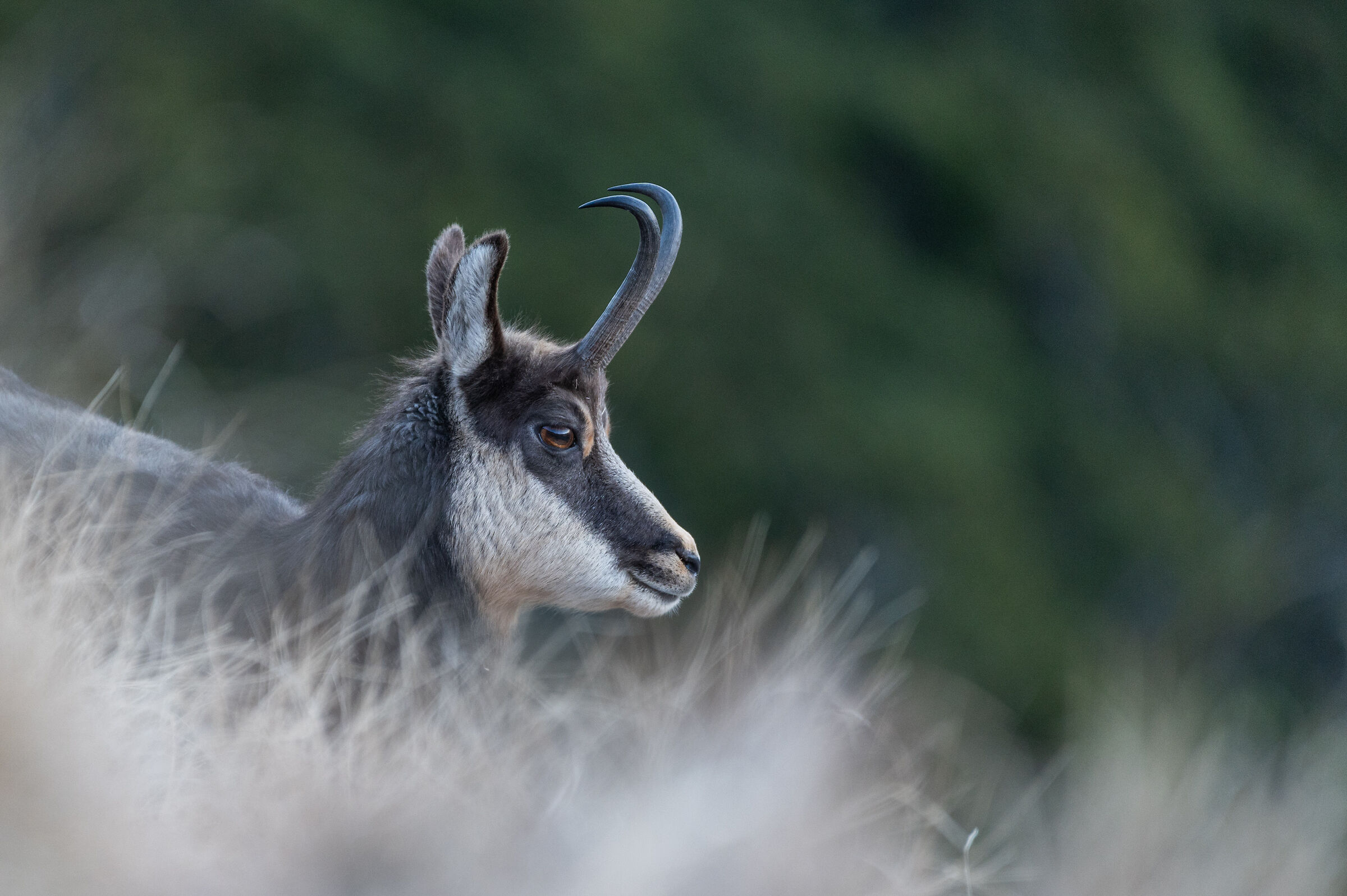 Chamois