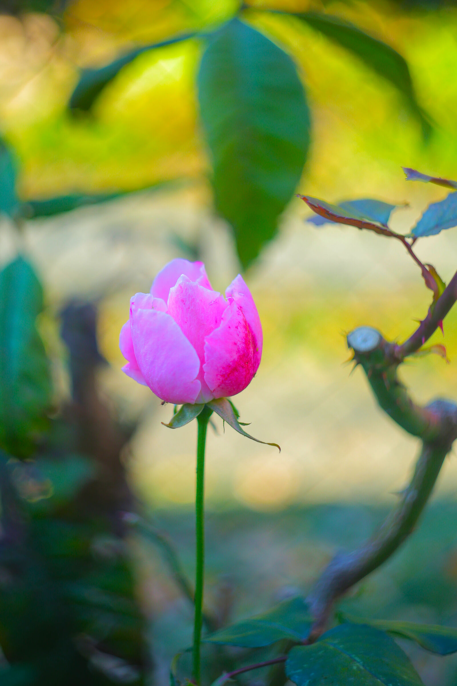 Another rose made with helios 44m