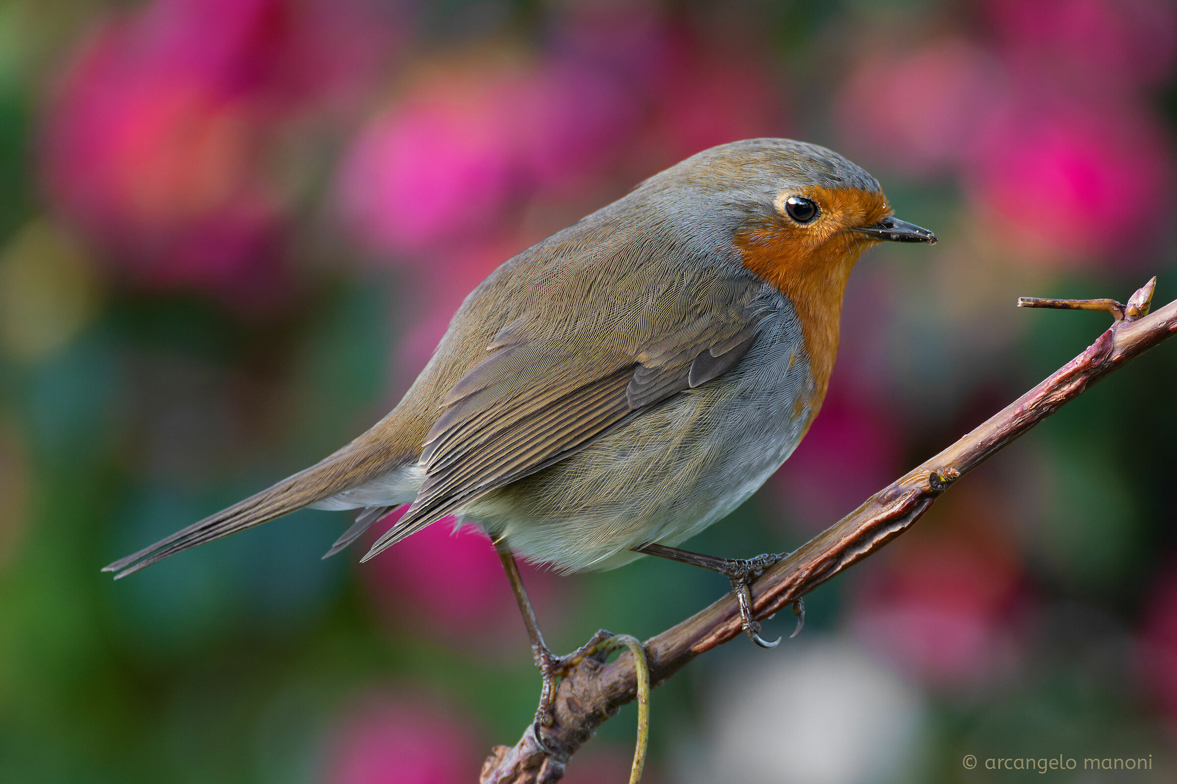 Quando Robin si avvicina al giardino di camelie
