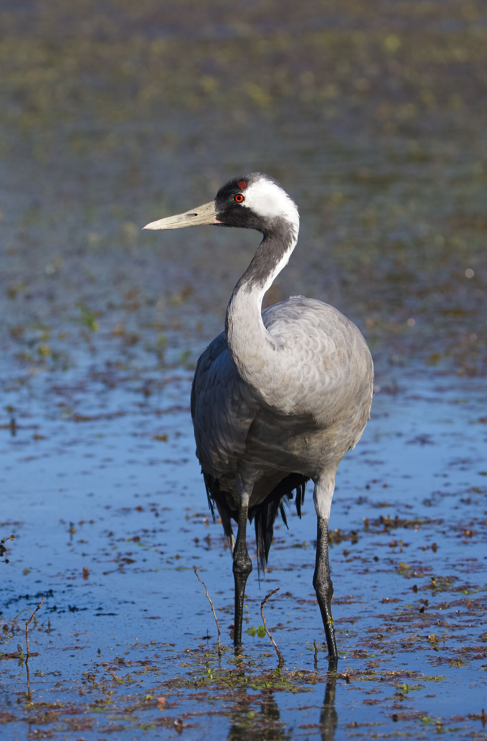 Crane (Grus grus)