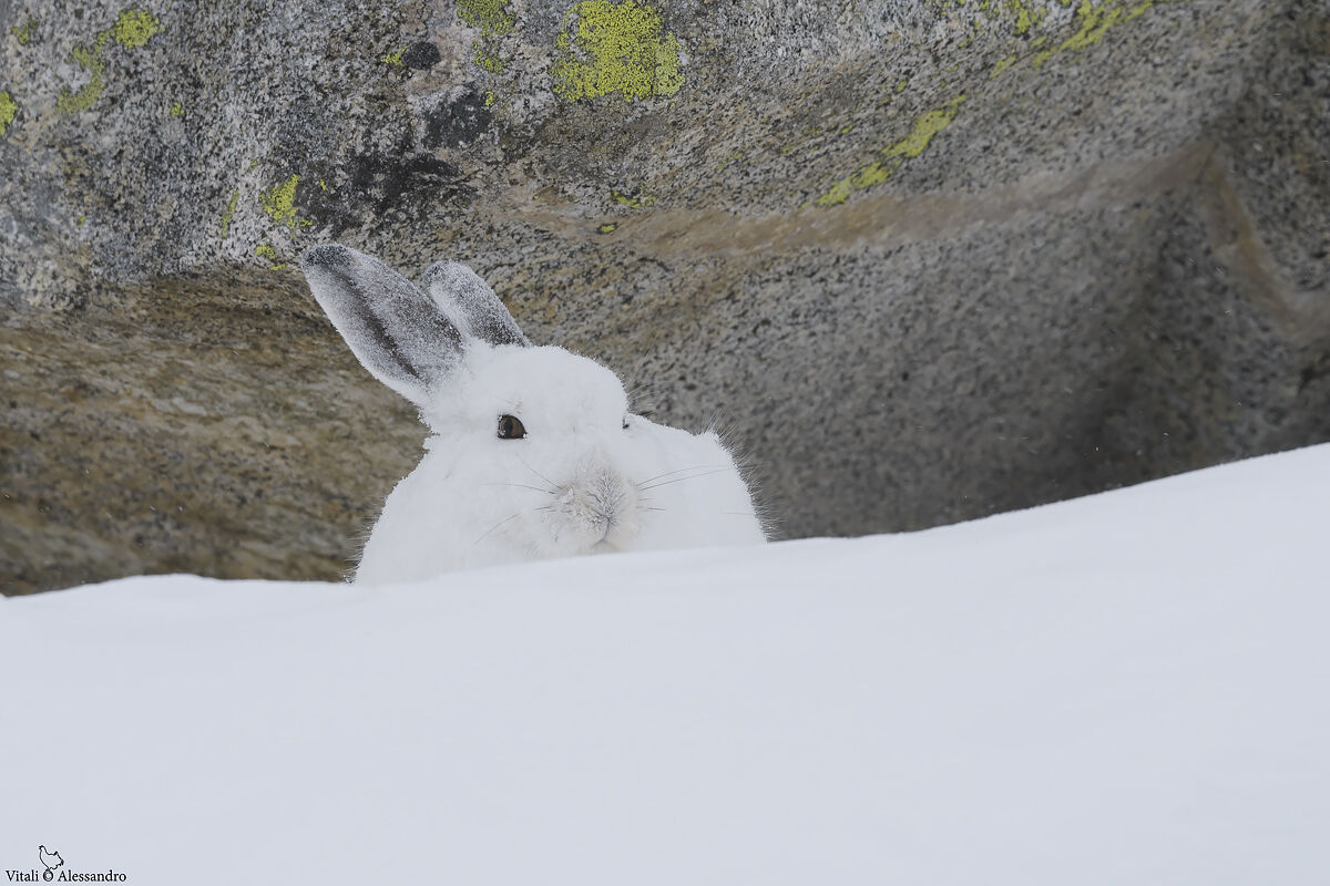 White hare
