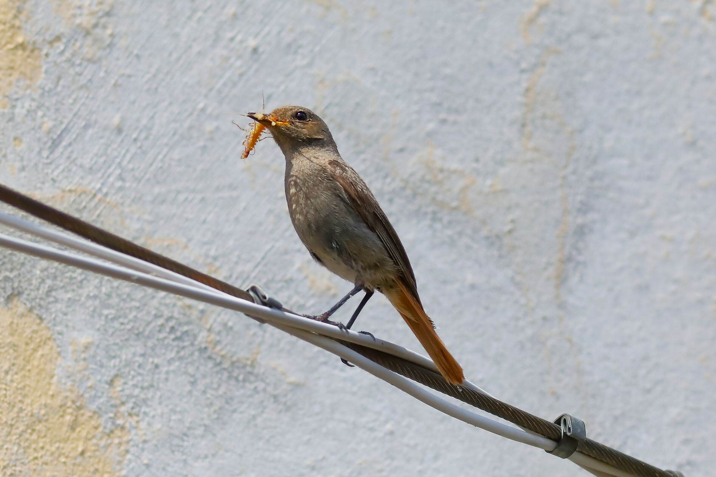 Redstart 03-07-2023