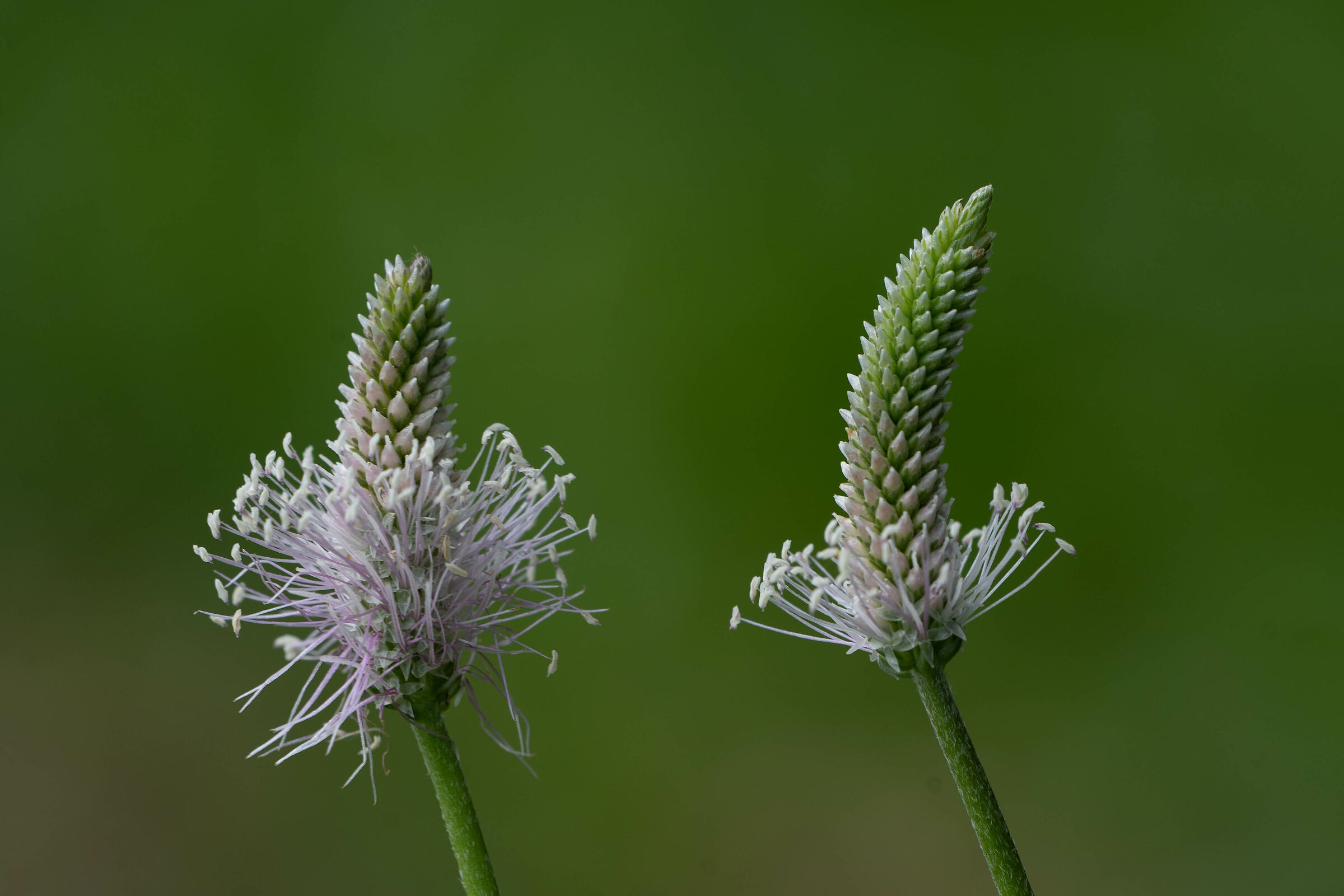 Meadow flowers