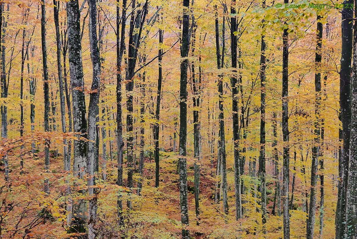 A forest in Cansiglio