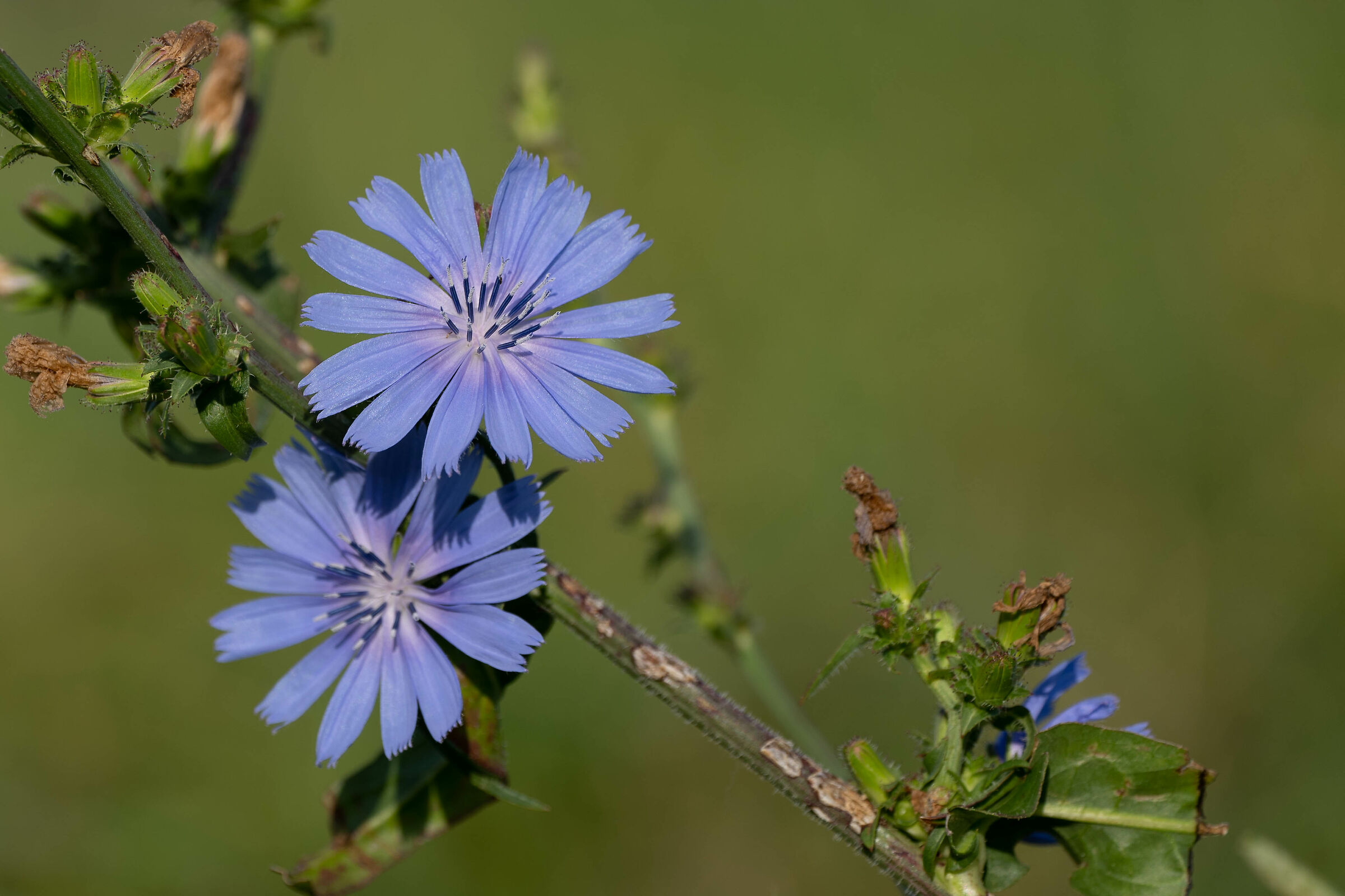 Meadow flowers
