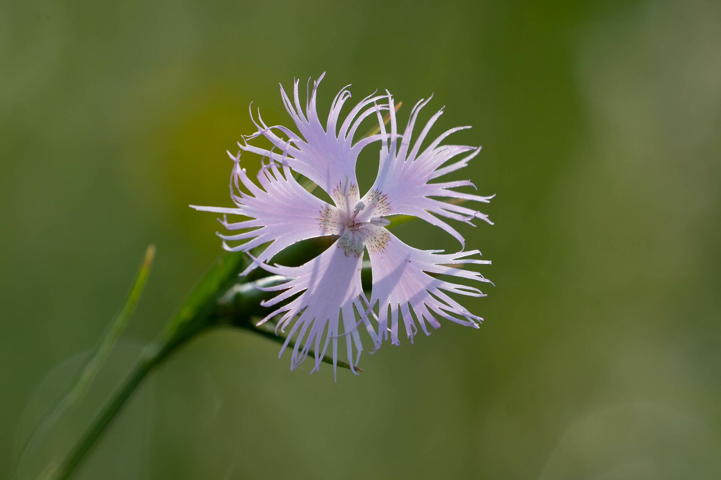 Meadow flowers