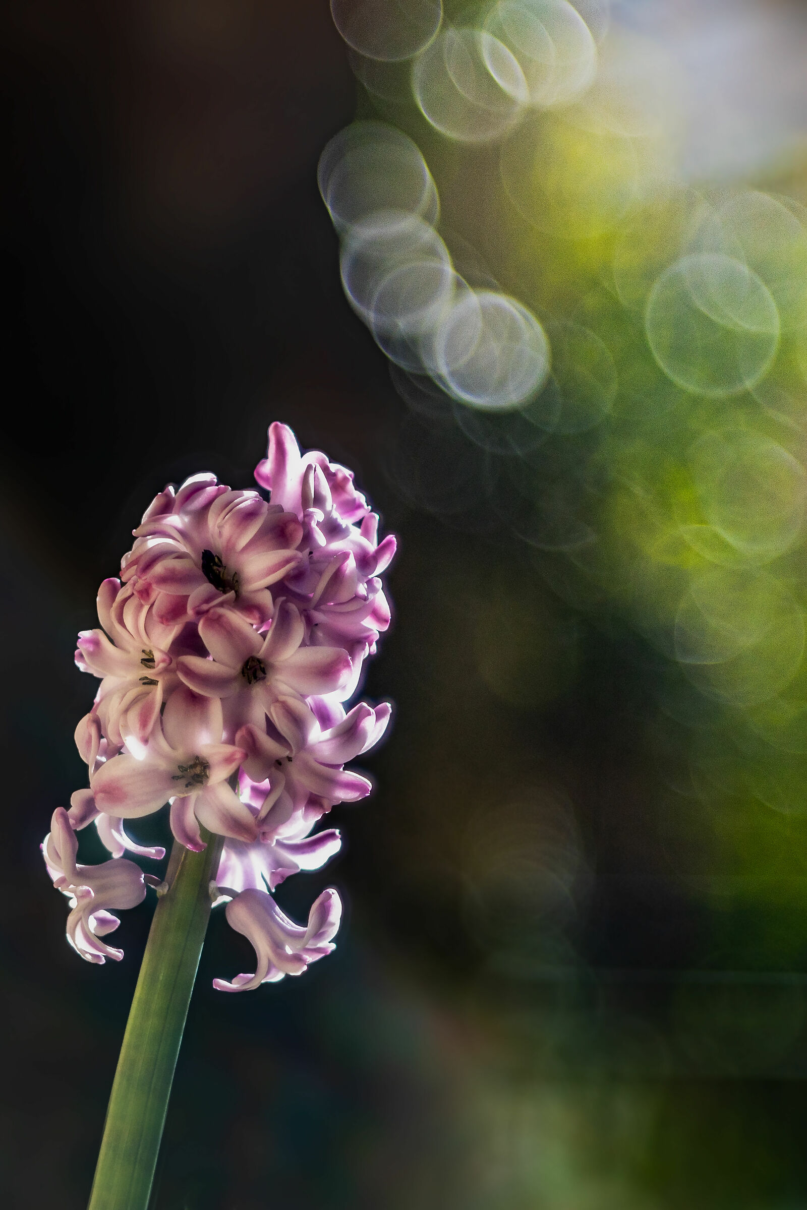 Giacinto orientale con bubble bokeh