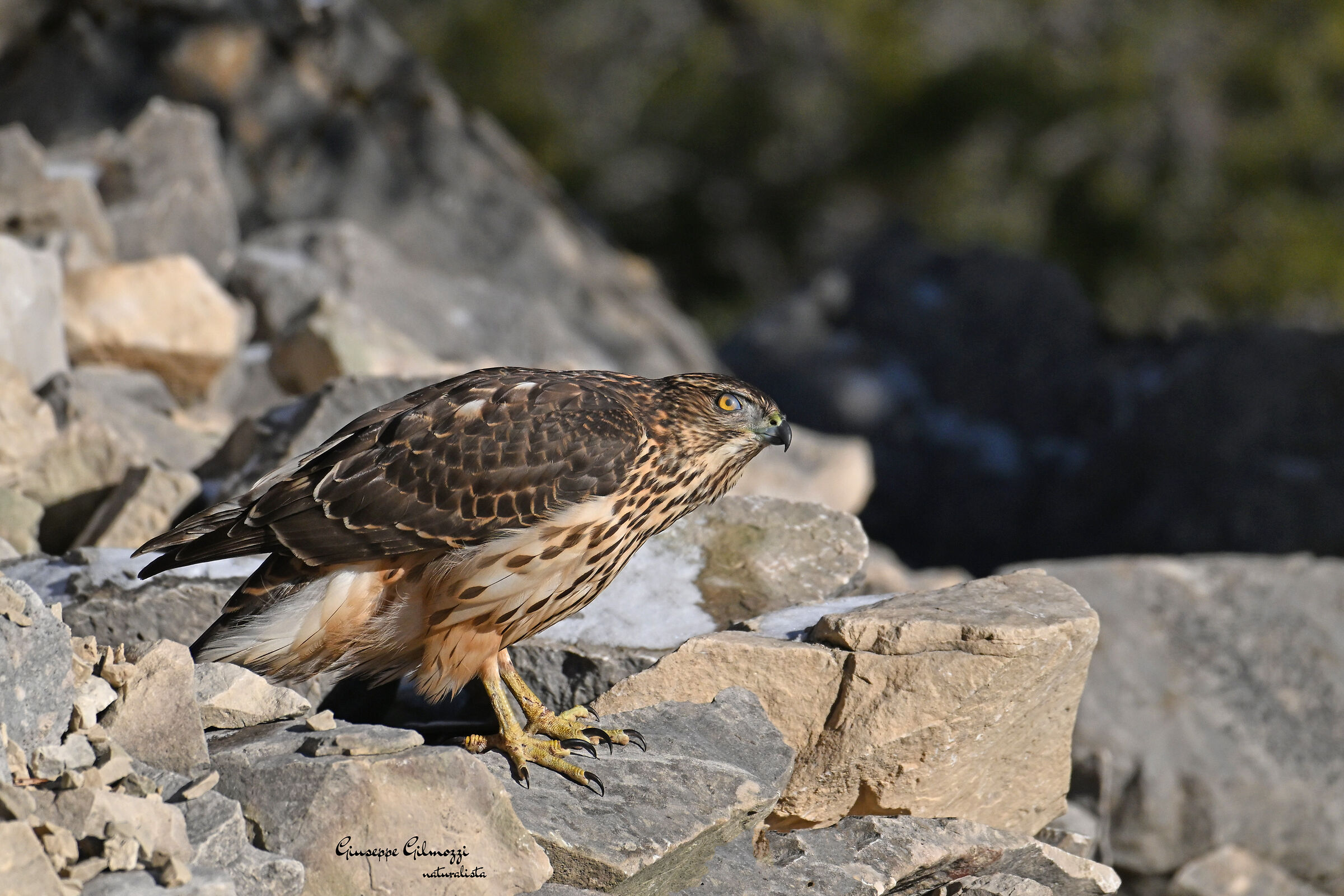 Young Goshawk.