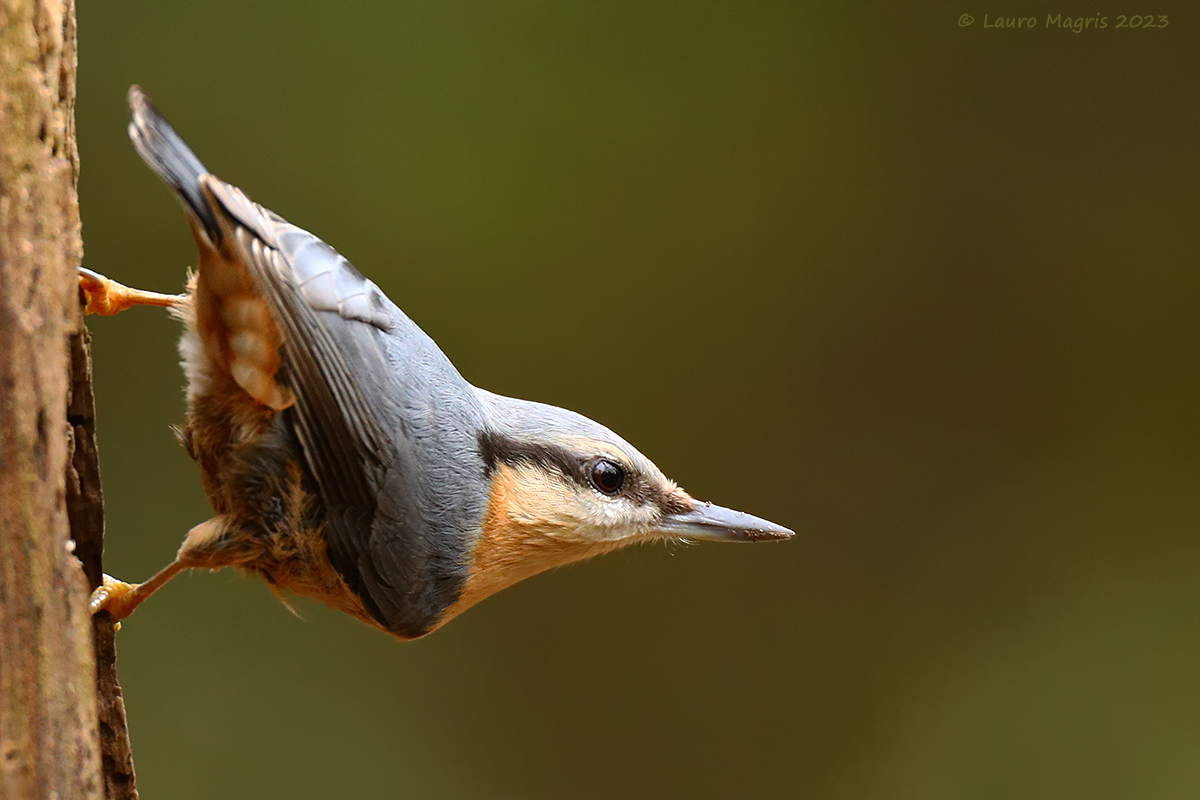 Safe tightrope walker