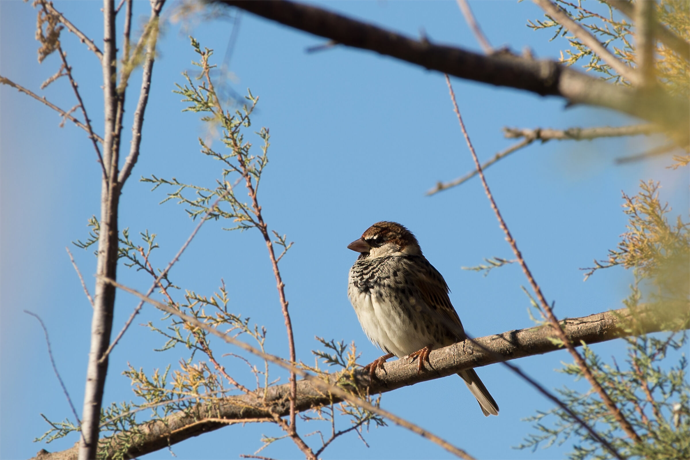 Young sparrow
