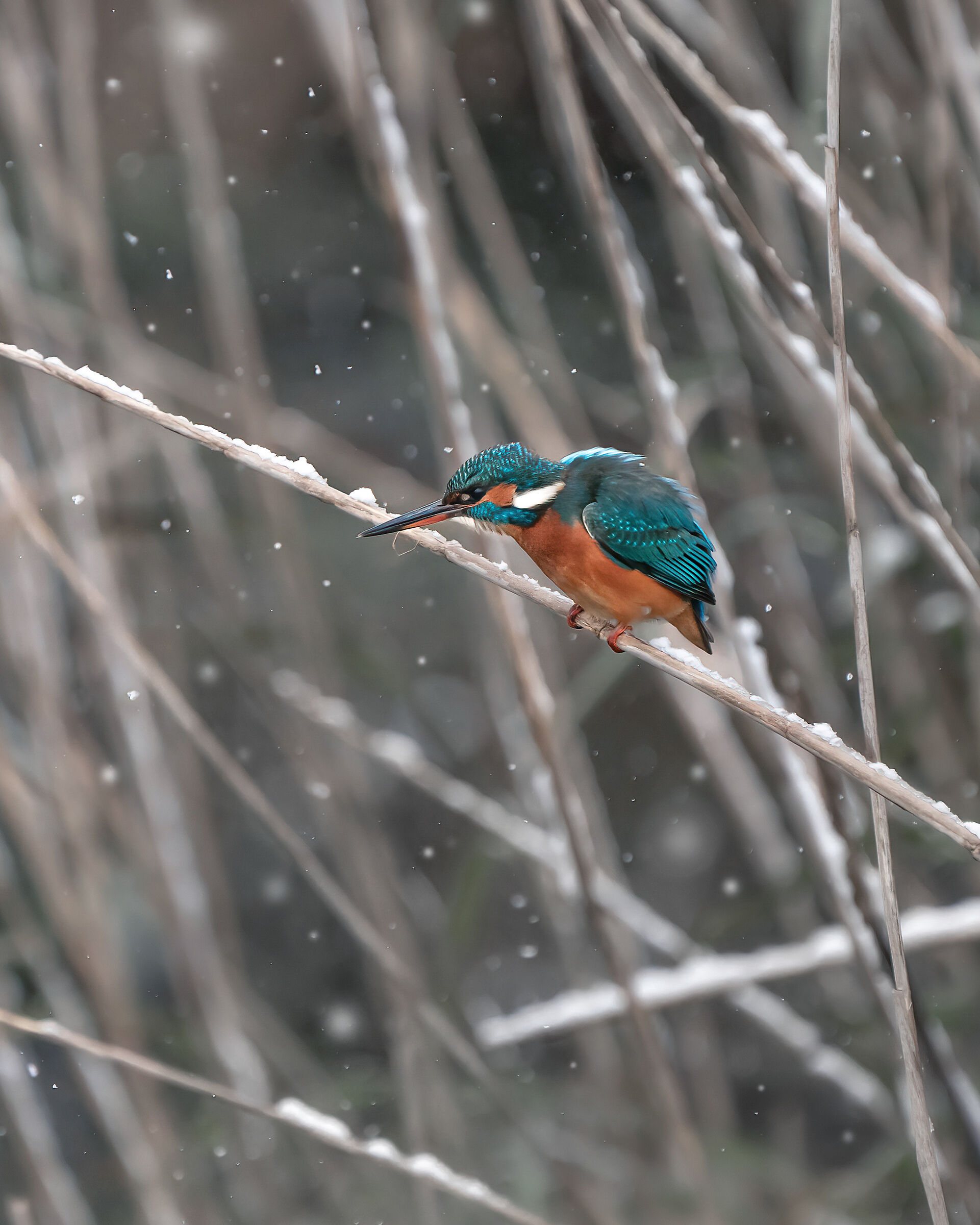 Kingfisher looking for food in the snow