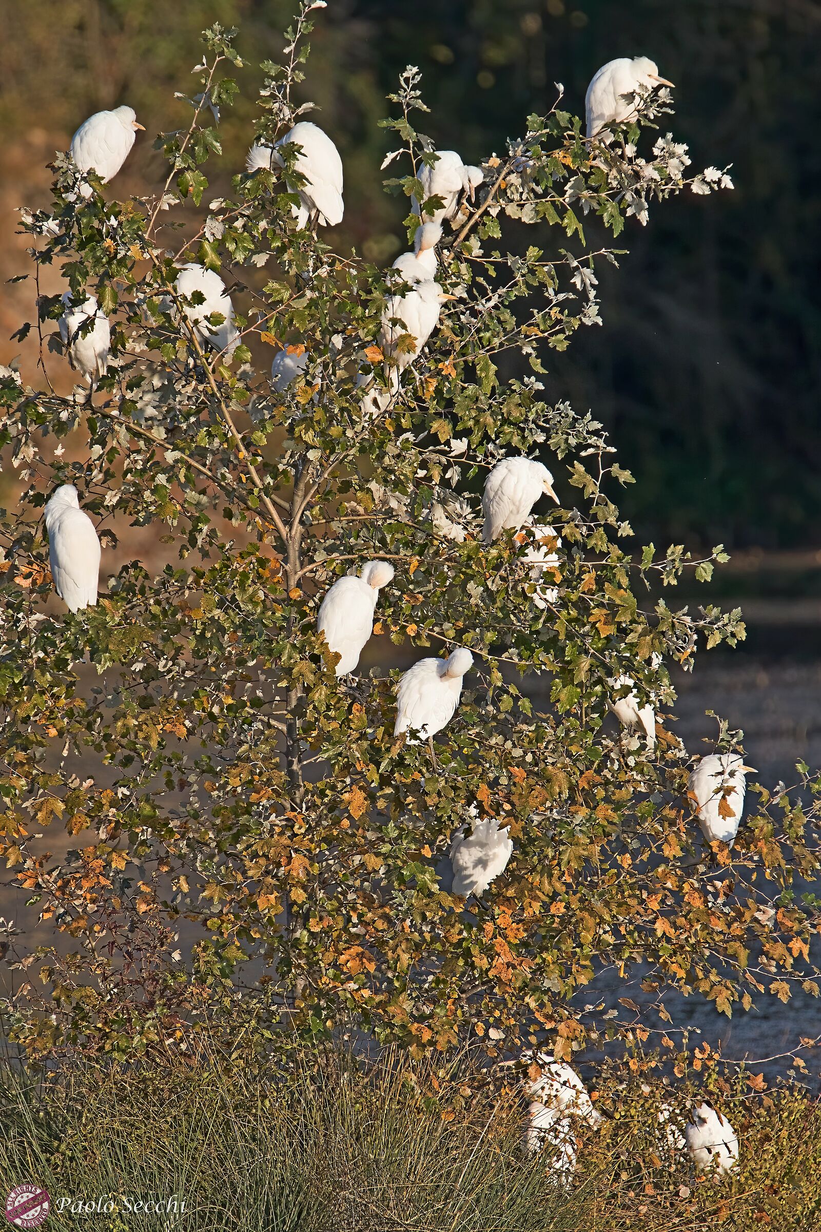 L'albero dei guardabuoi