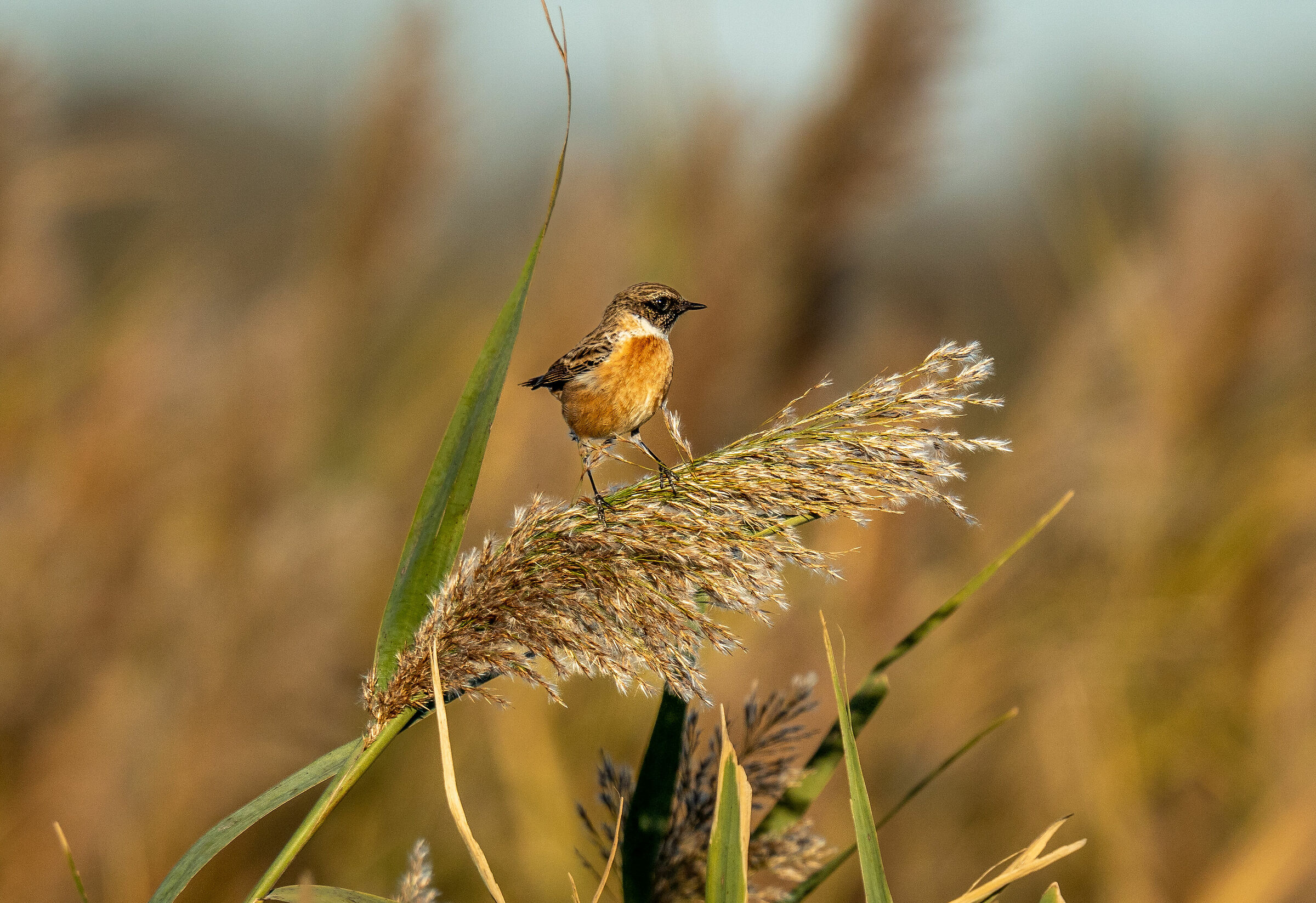 What kind of bird is it?