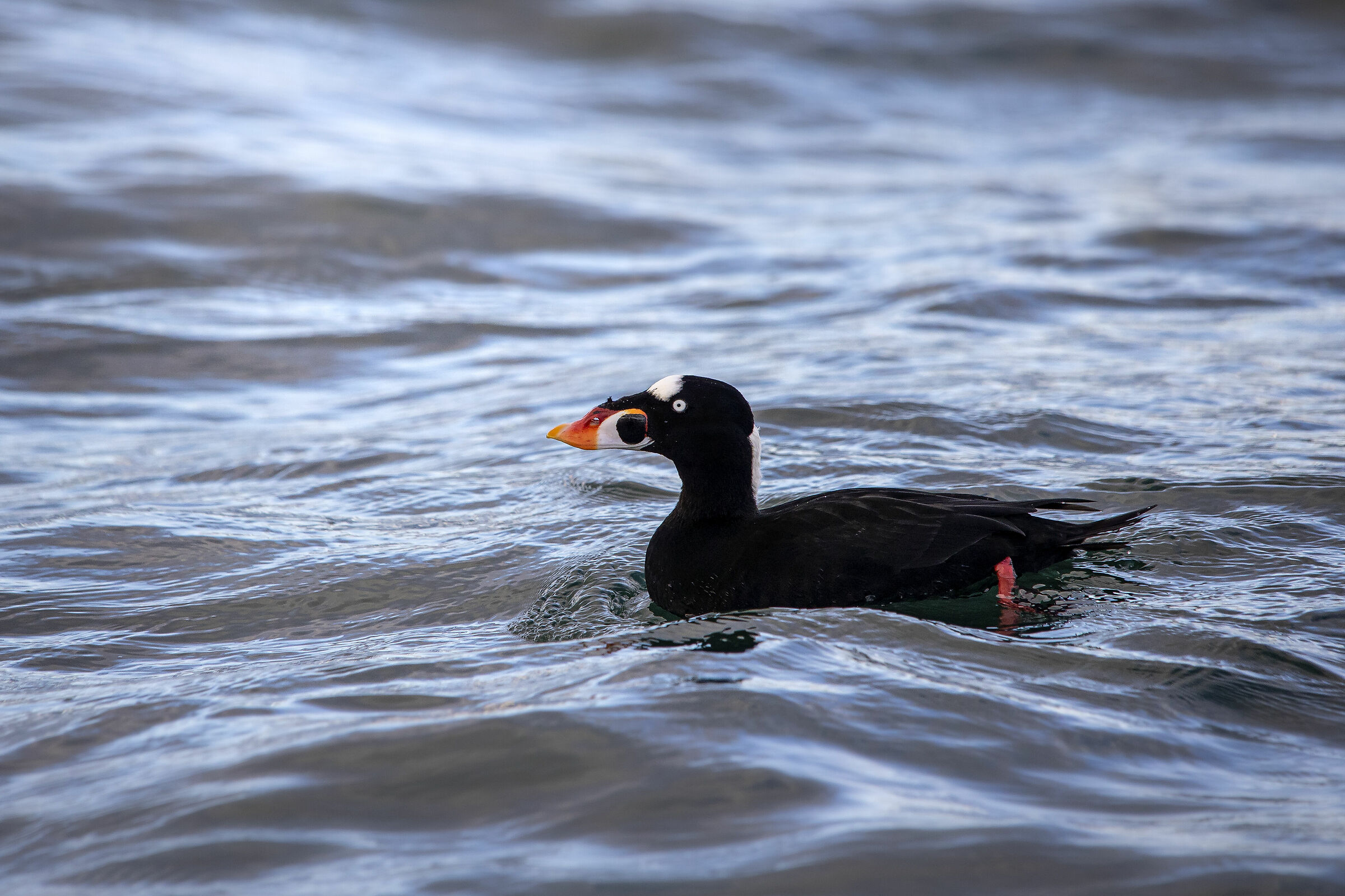 Orco marino dagli occhiali