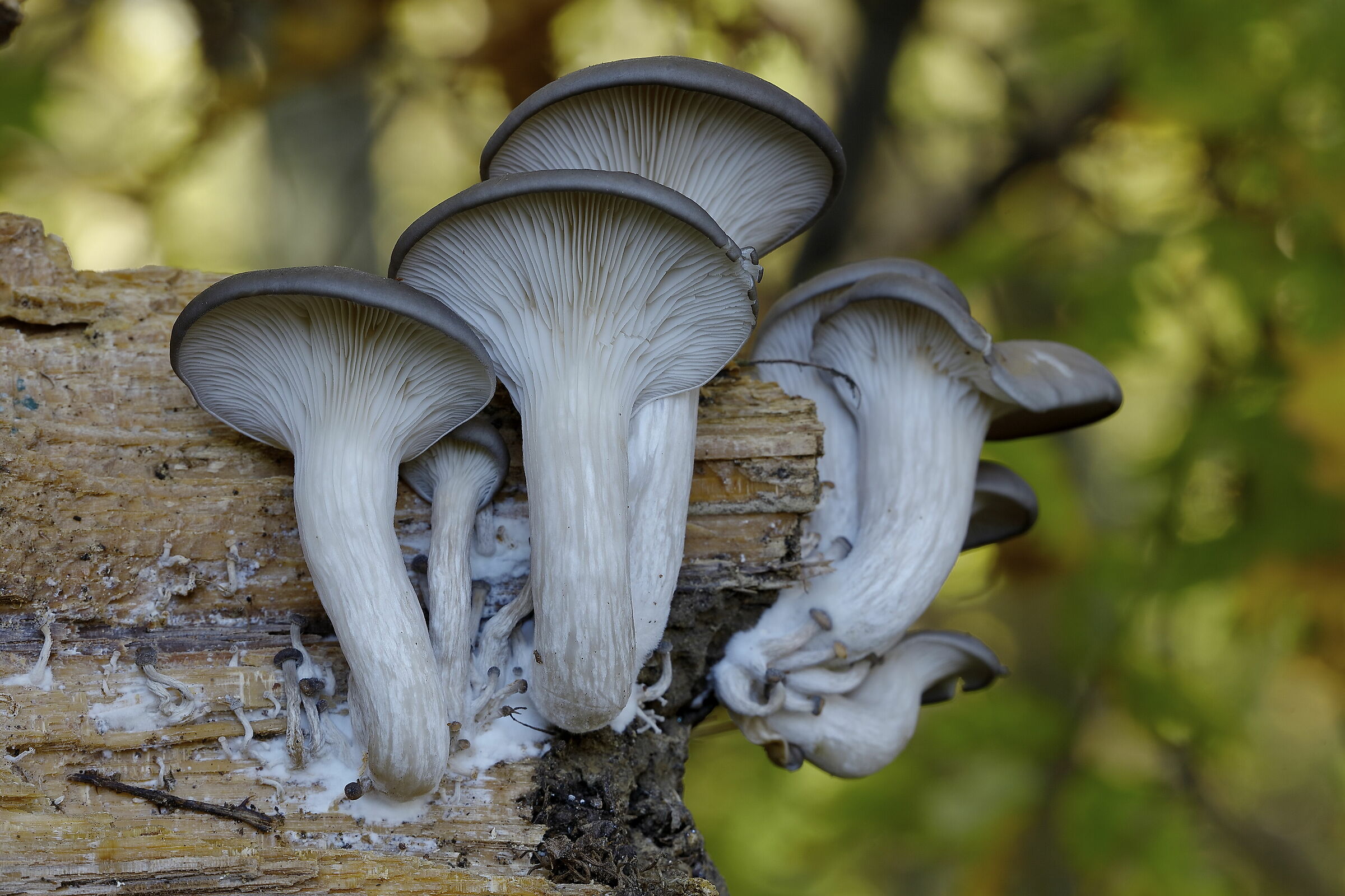 Pleurotus ostreatus (orecchione)