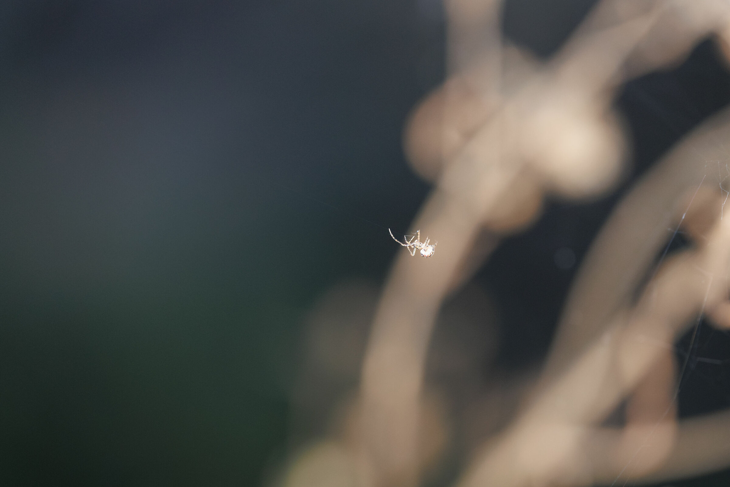 Aggraziata insignificanza