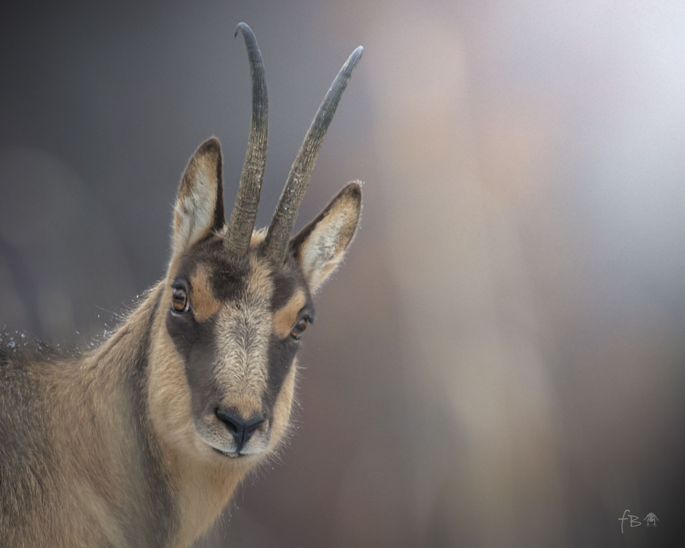 Chamois