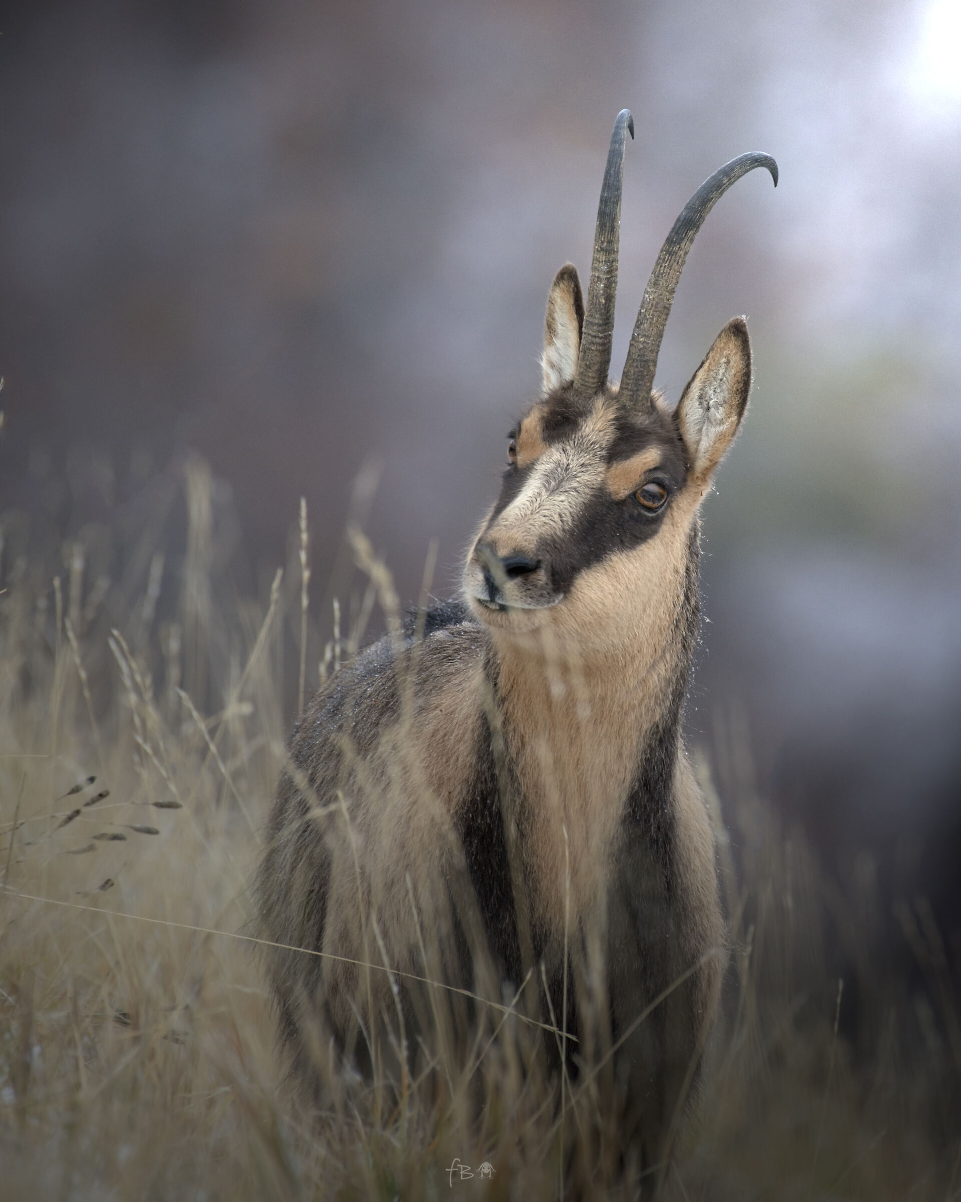 Chamois_6