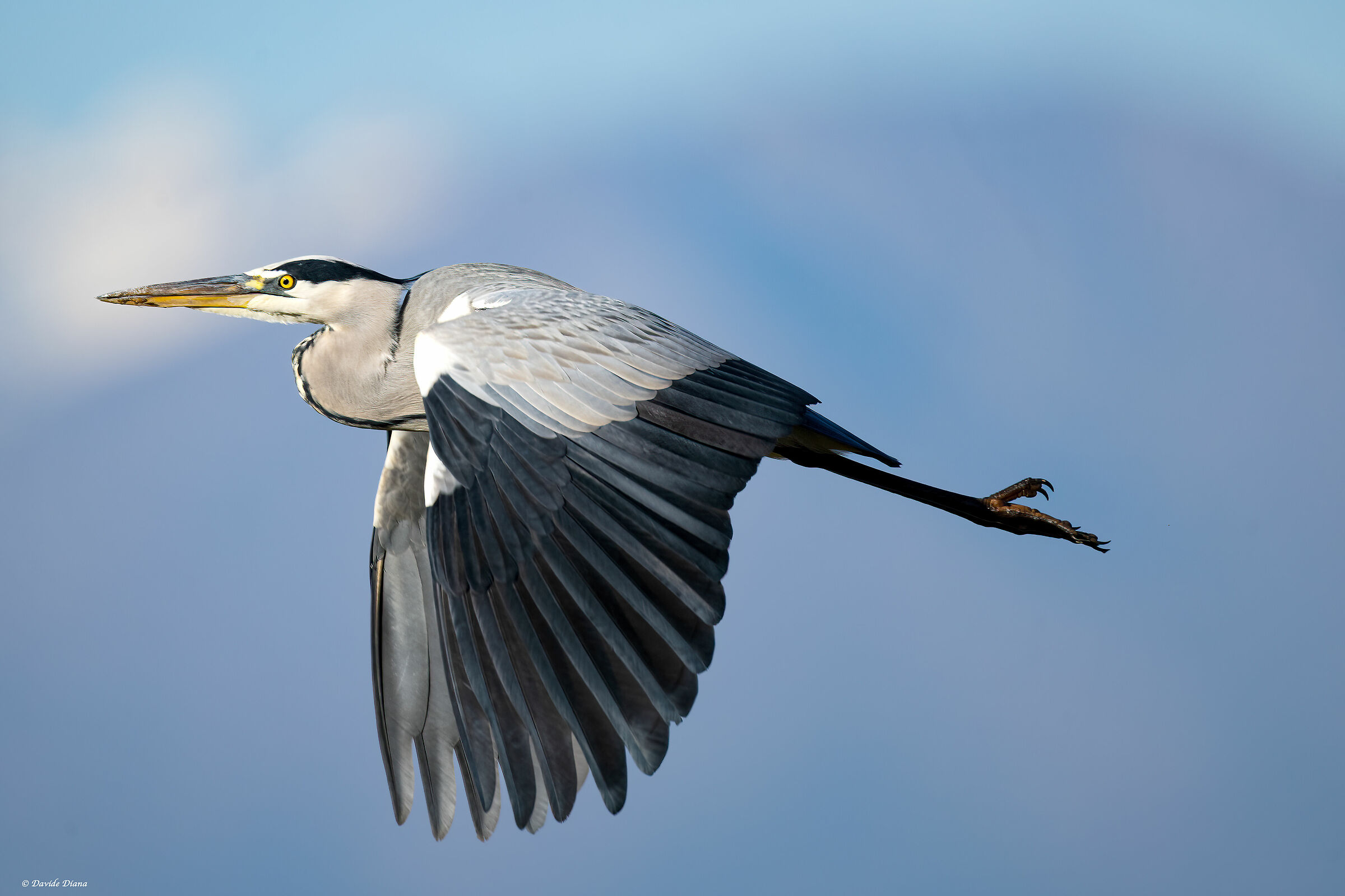 Grey heron