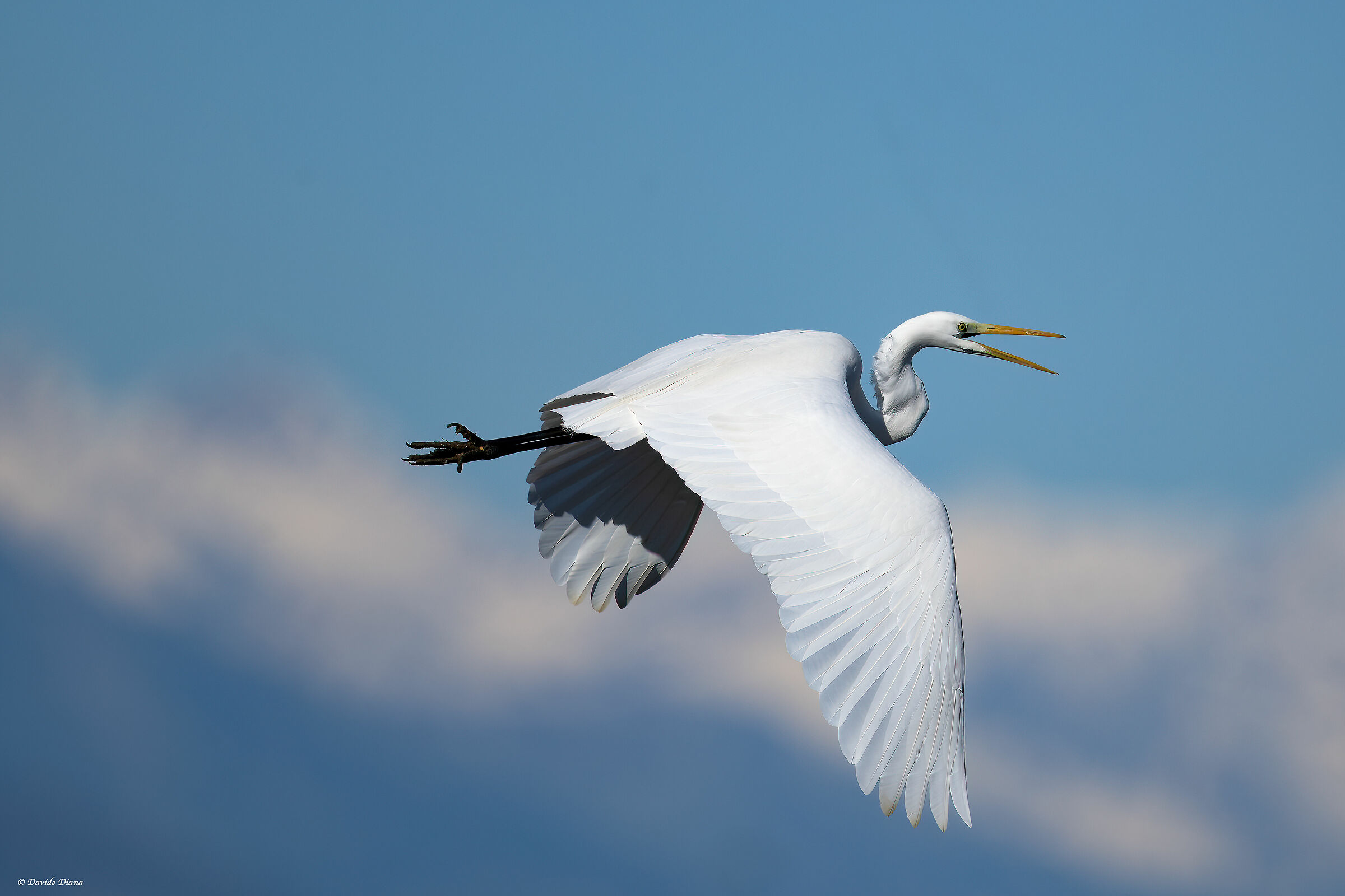 Great White Heron