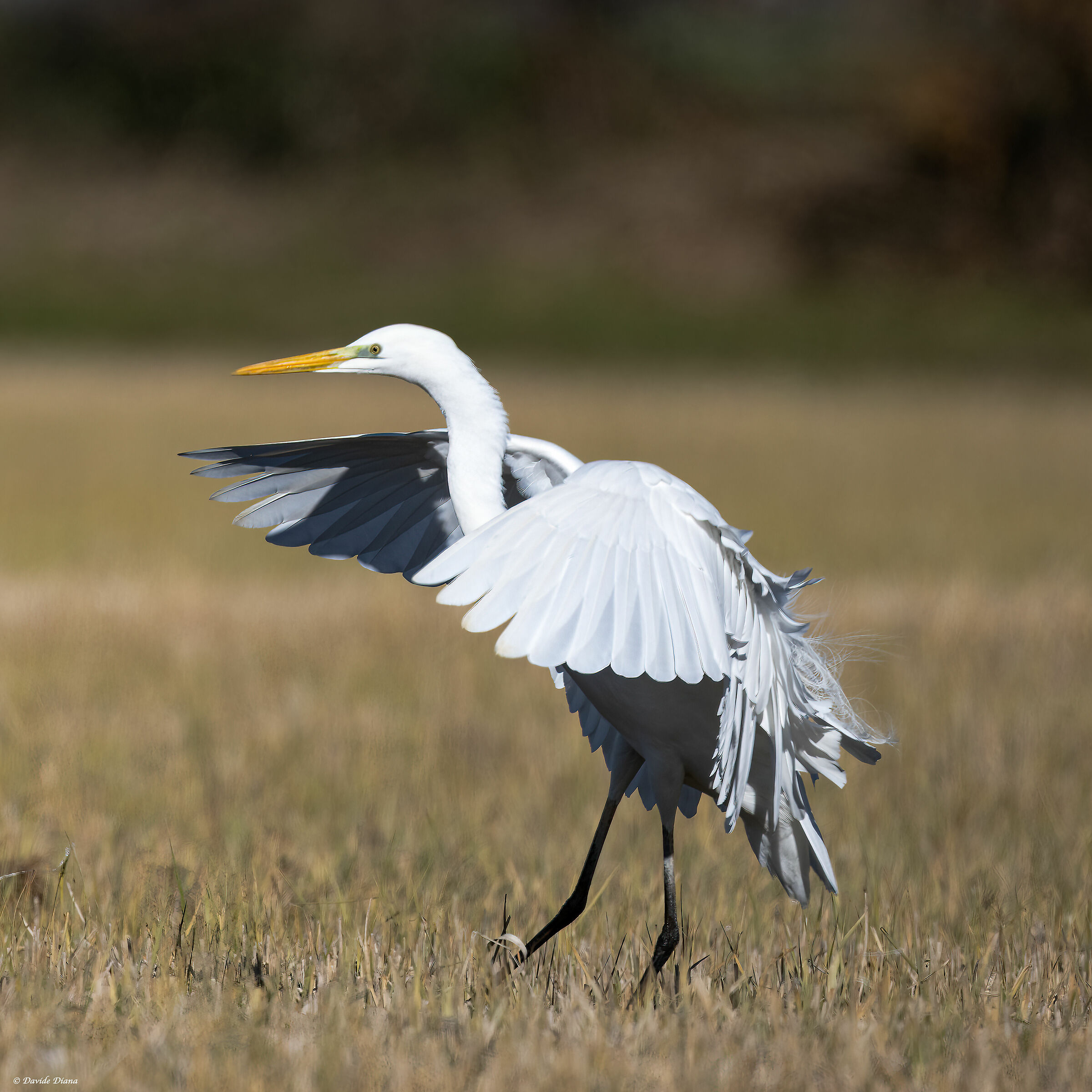 Airone Bianco Maggiore