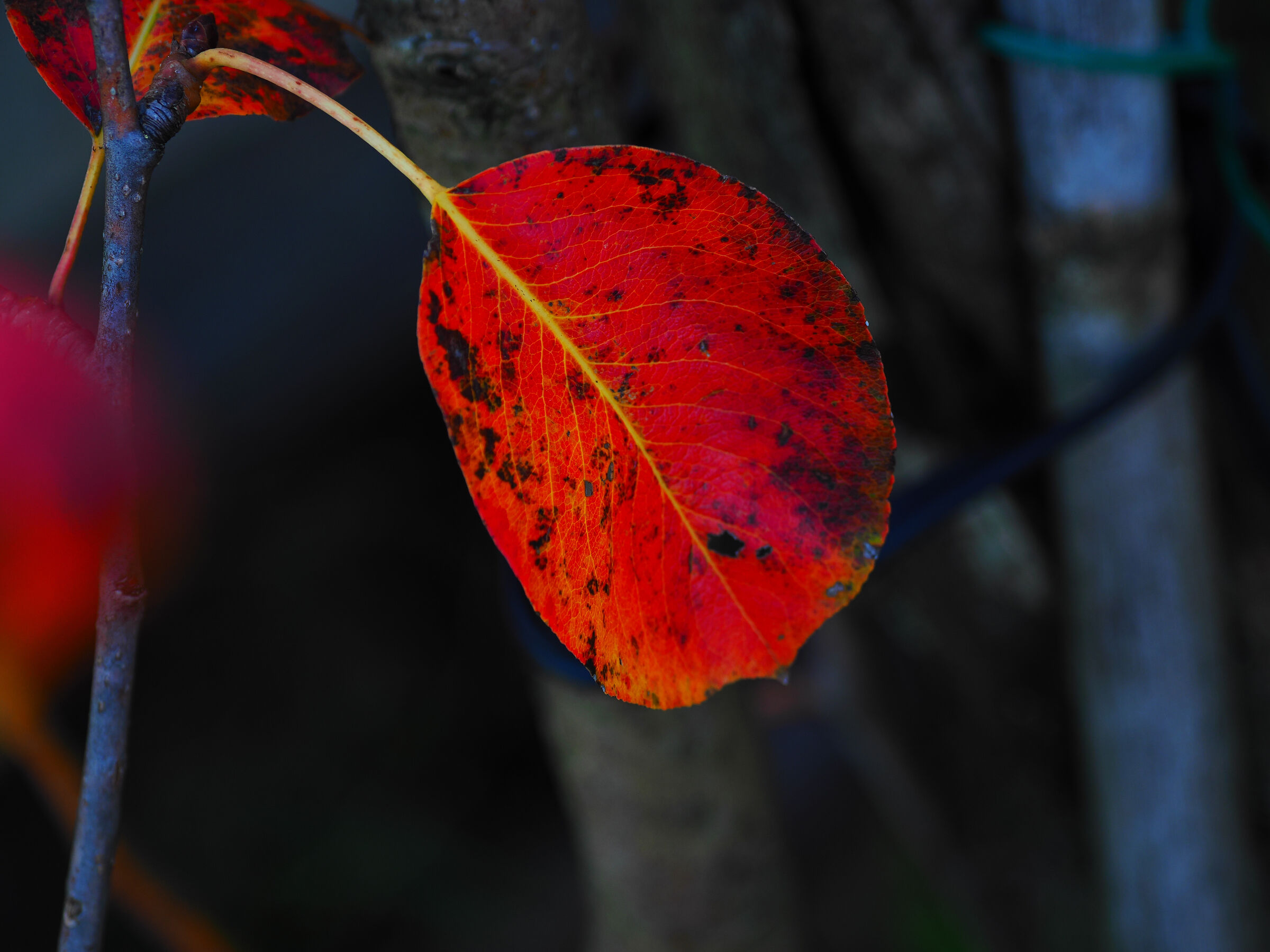 foglia di pero iin autunno
