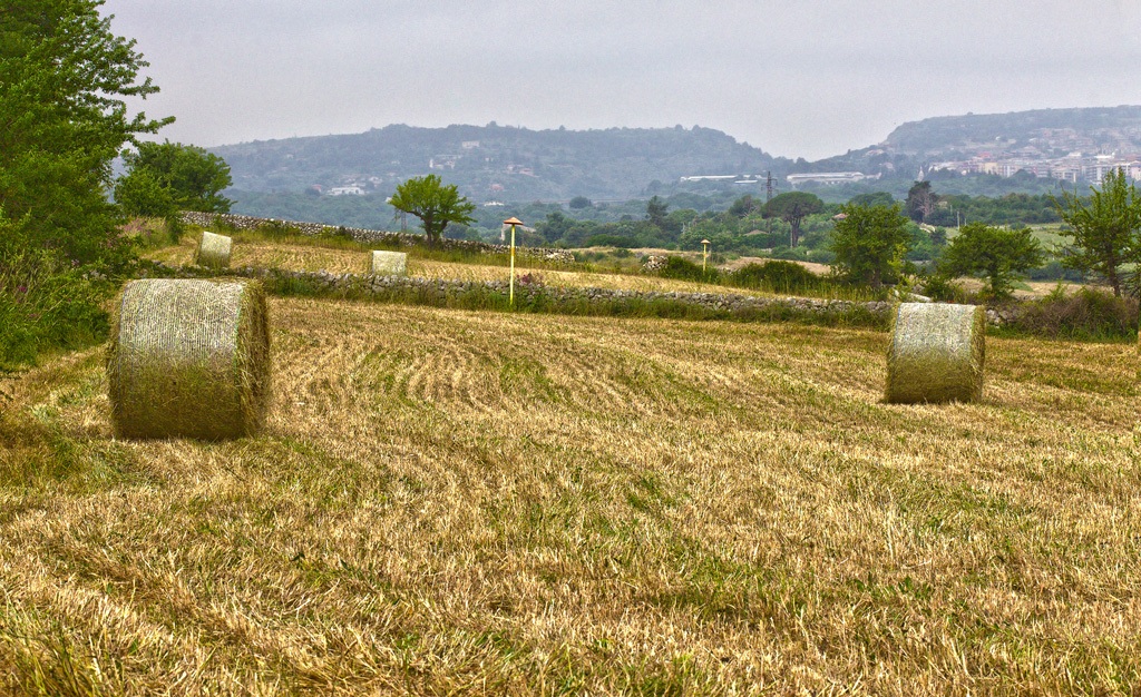 dopo la mietitura...