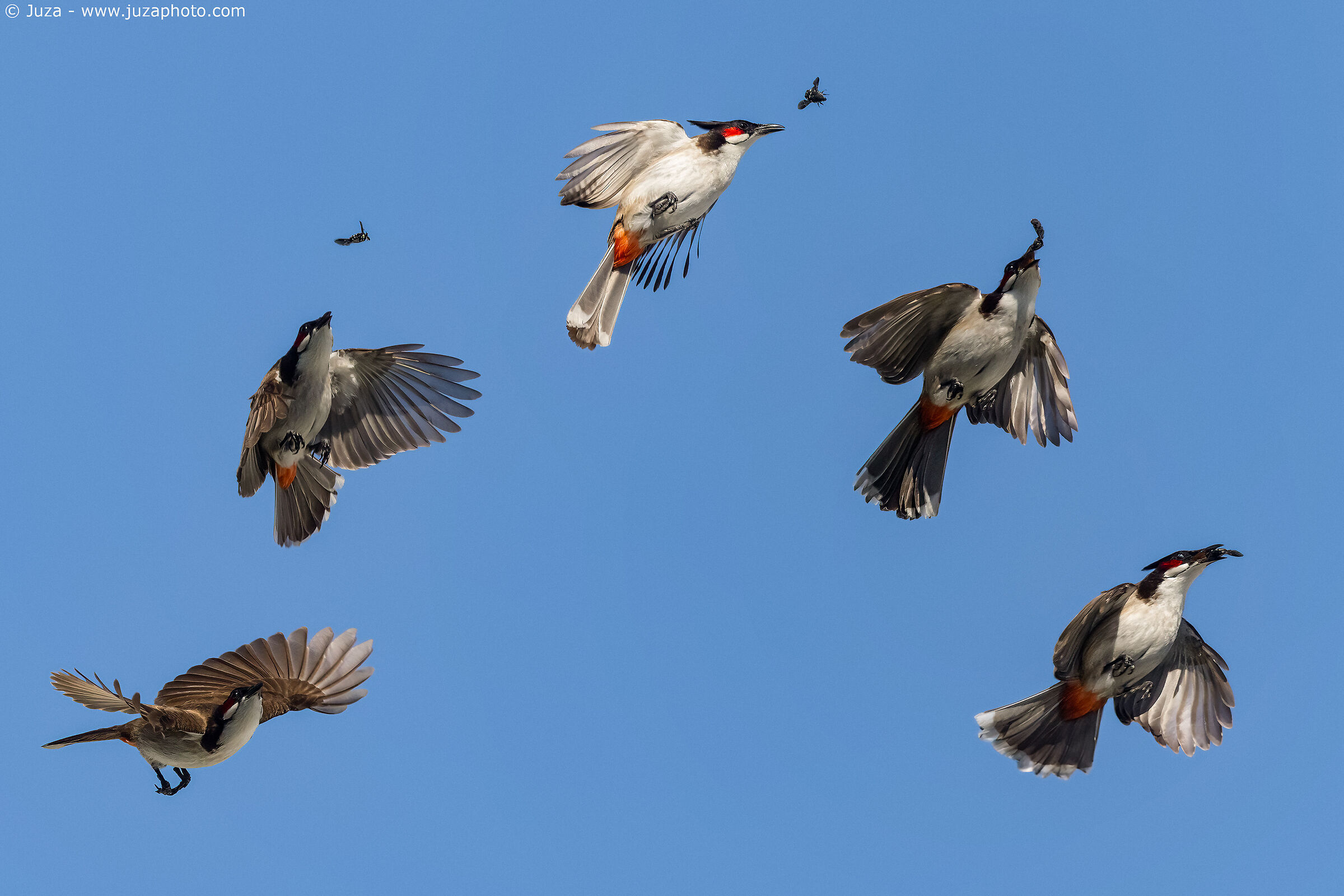 Bulbul a caccia (sequenza)