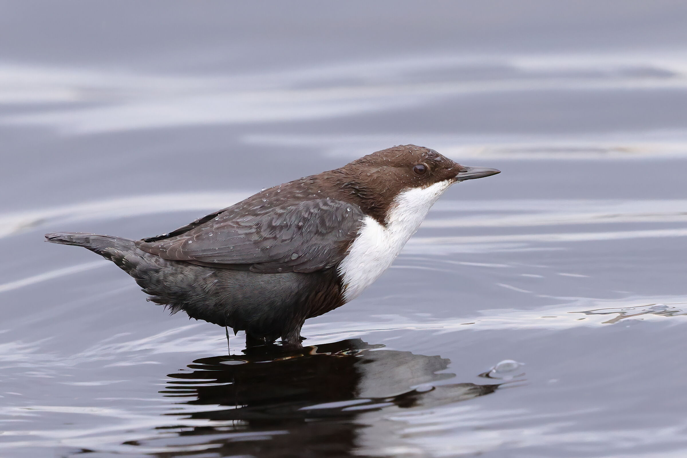 Dipper in name and in fact