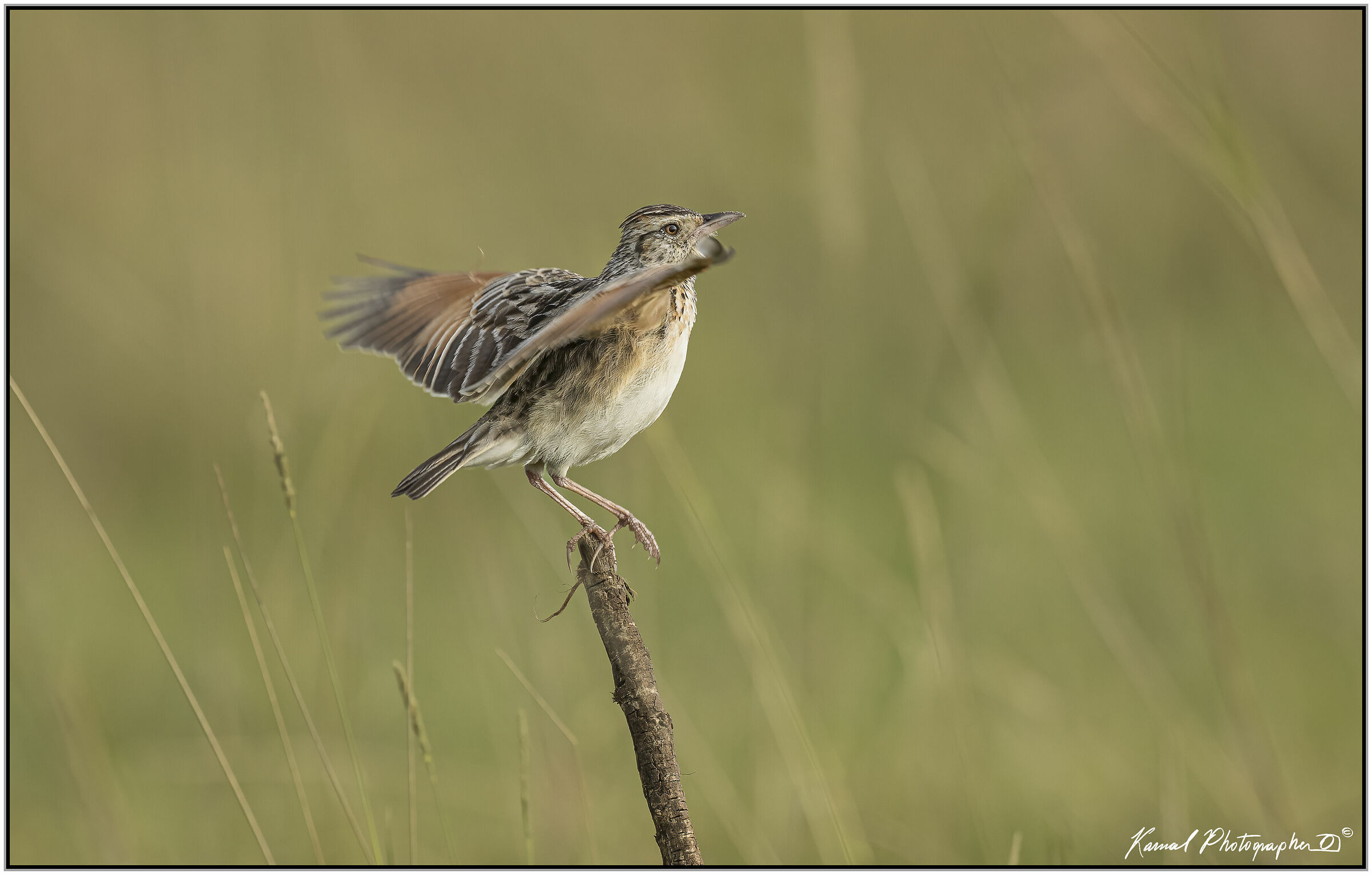 (Mirafra africana)(Rufous-naped greenlet)
