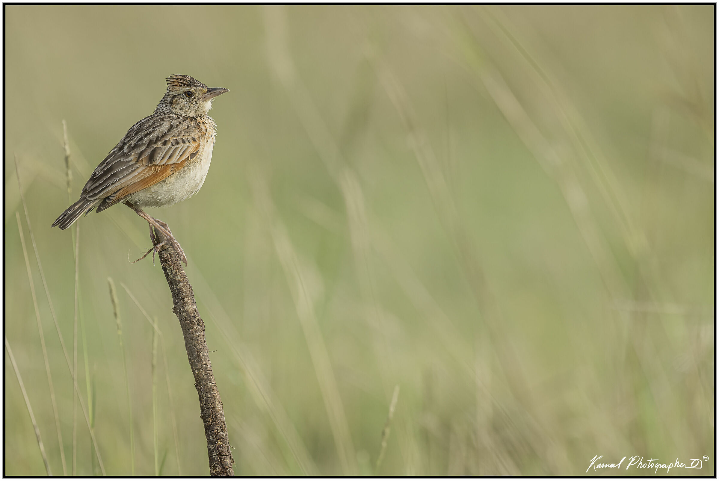 (Mirafra africana)(Rufous-naped greenlet)