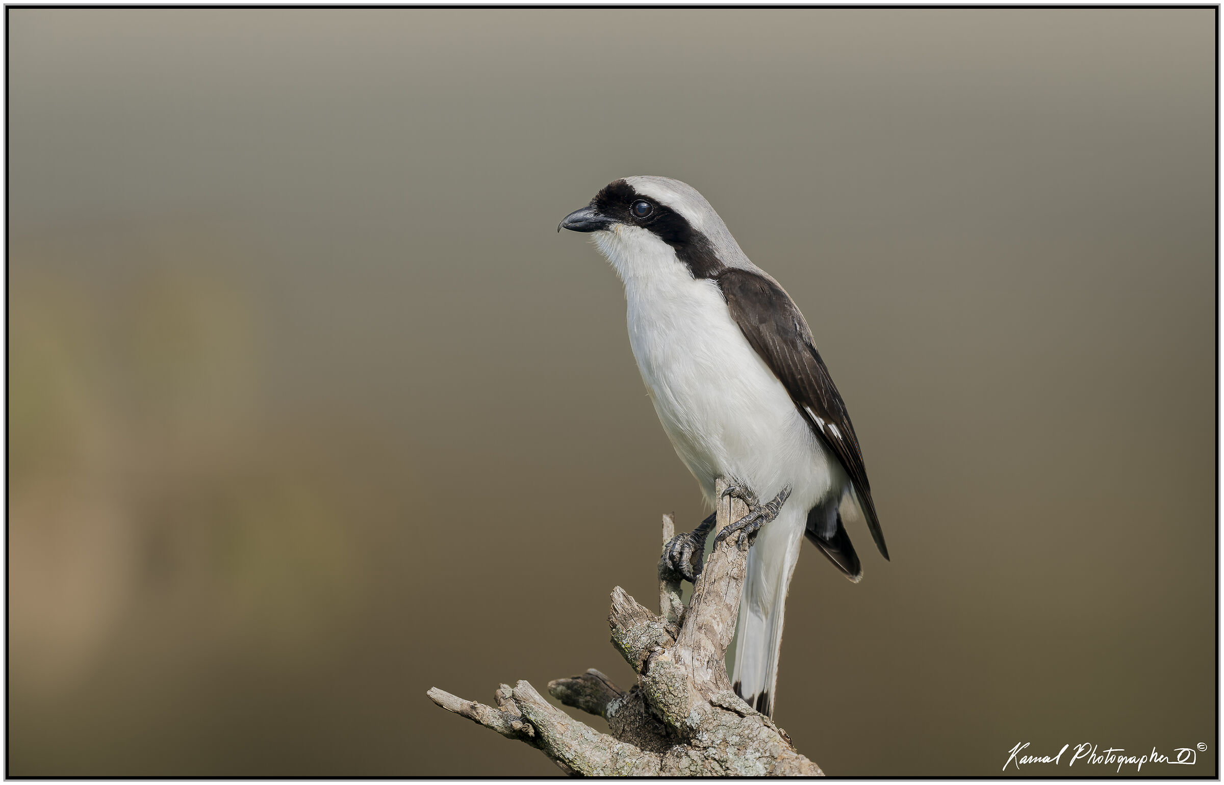 Lanius excubitoroides