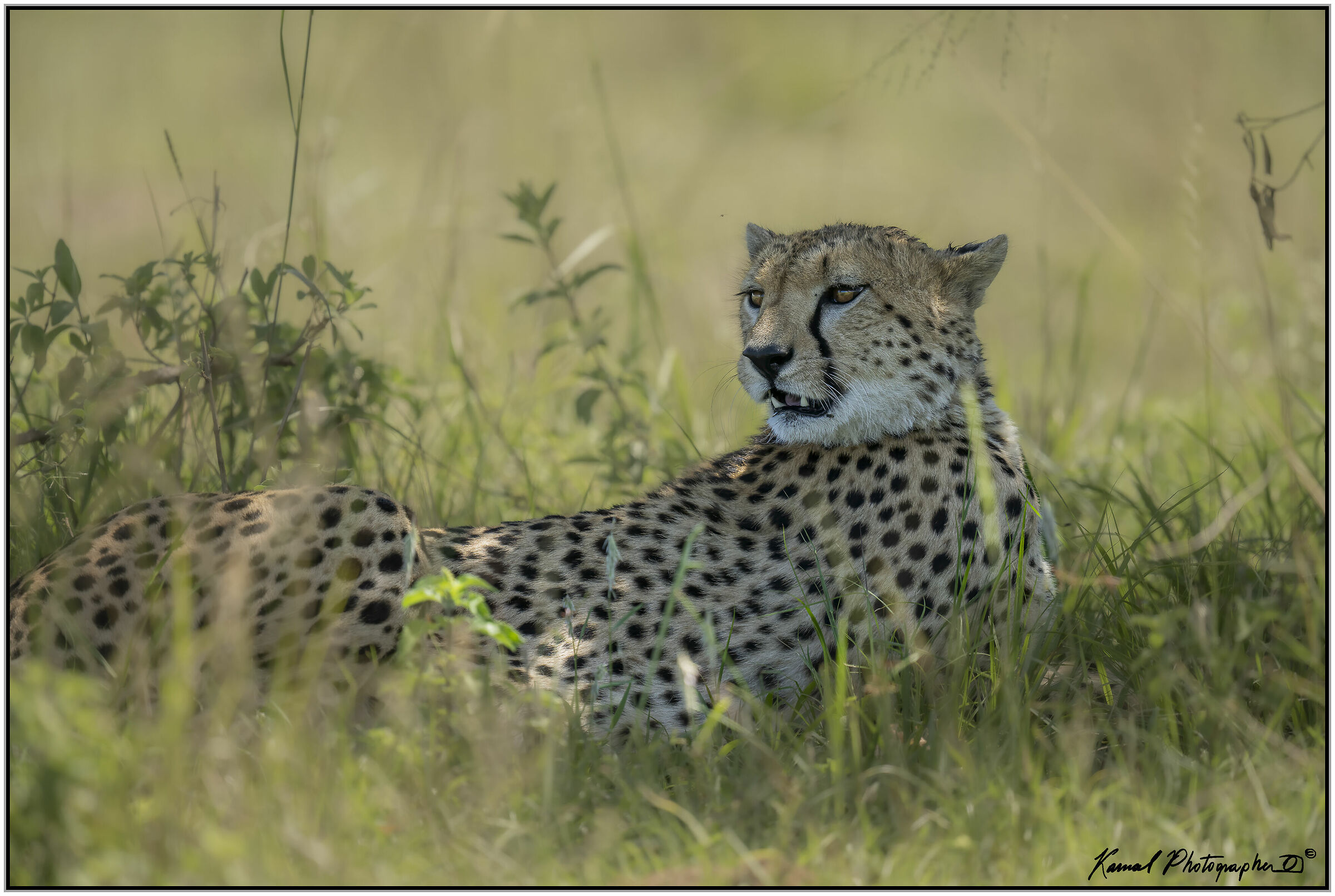 Ghepardo (Acinonyx jubatus)