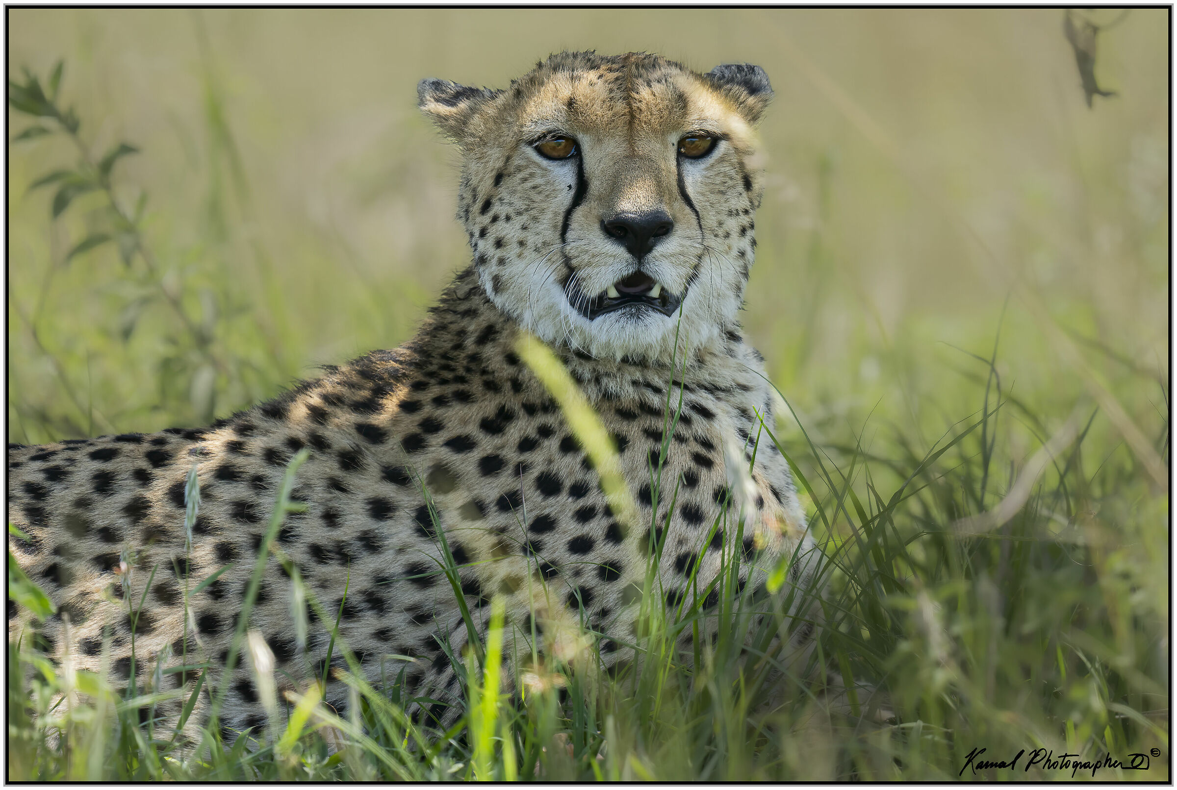 Ghepardo (Acinonyx jubatus)