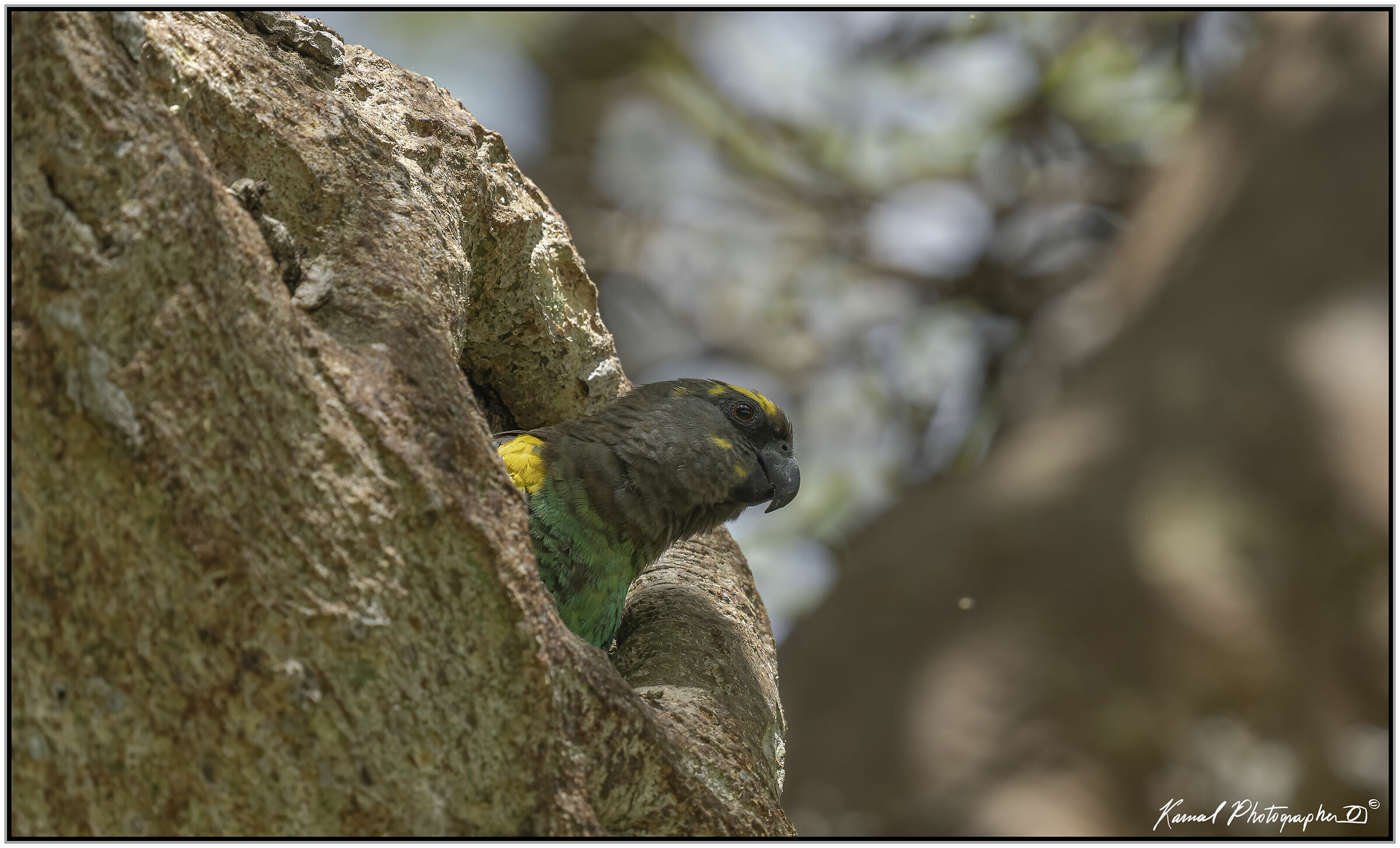 pappagallo di Meyer (Poicephalus meyeri)