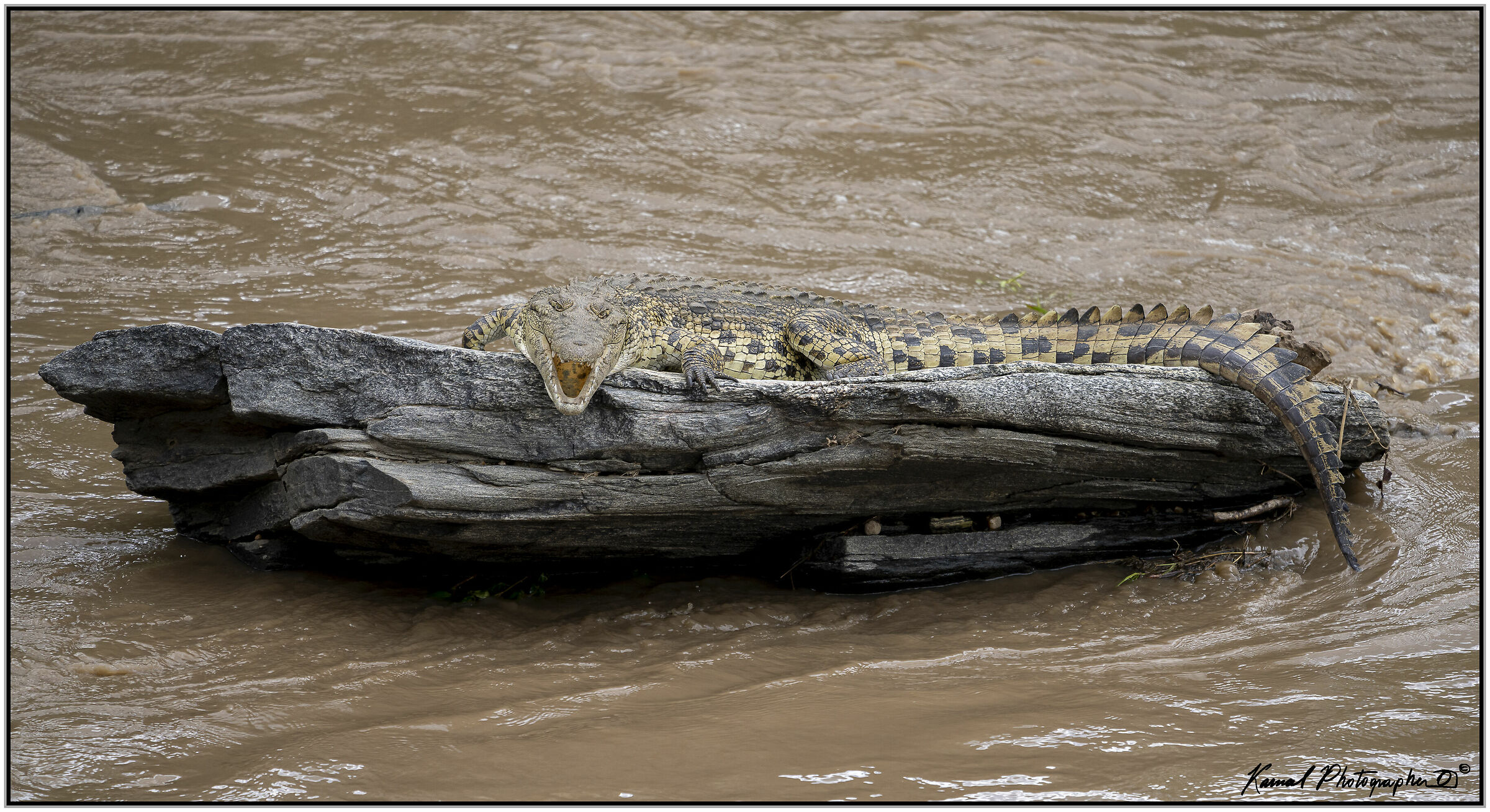 Coccodrillo africano(Crocodylus niloticus)