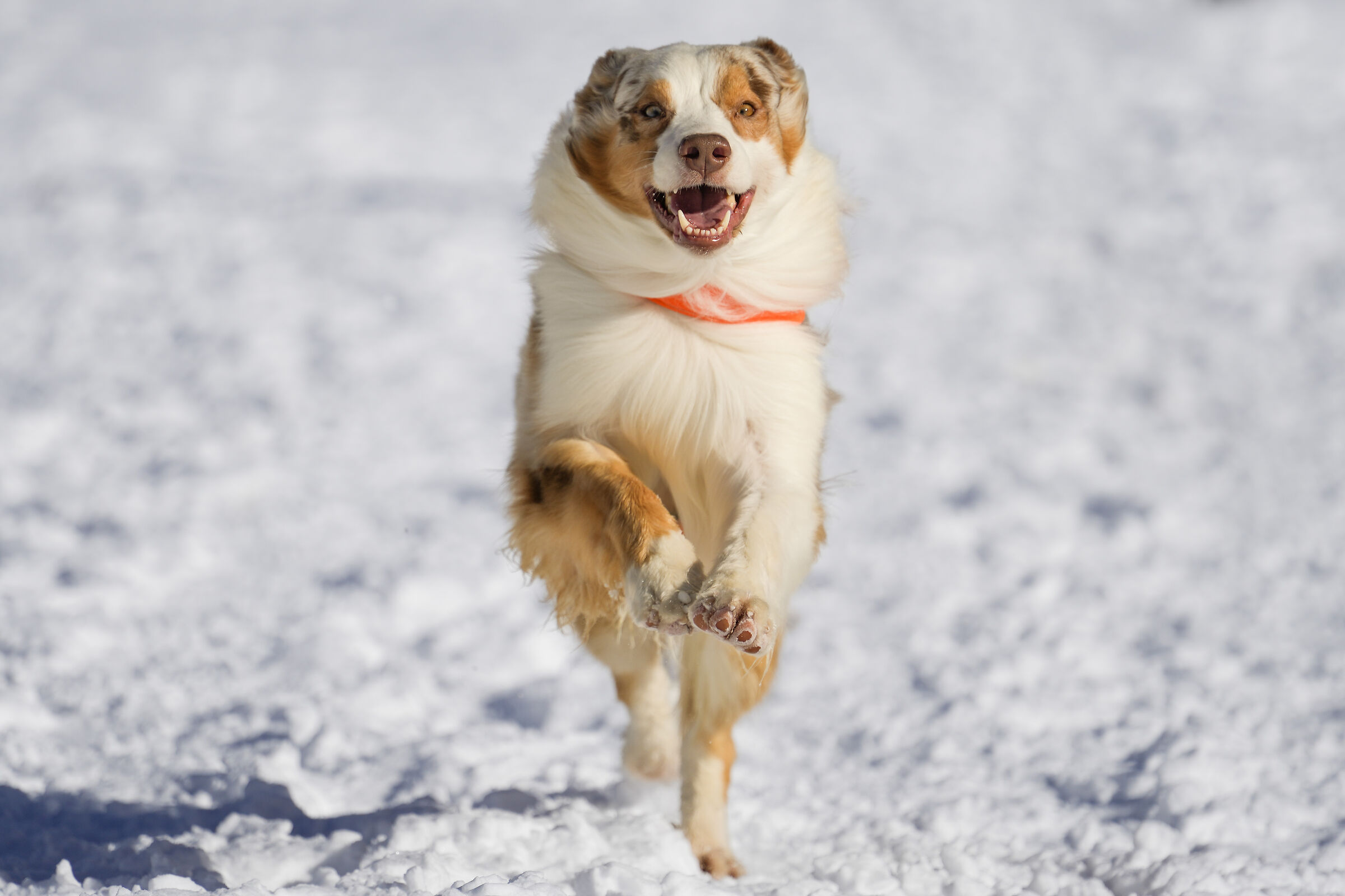 Corse sulla Prima Neve