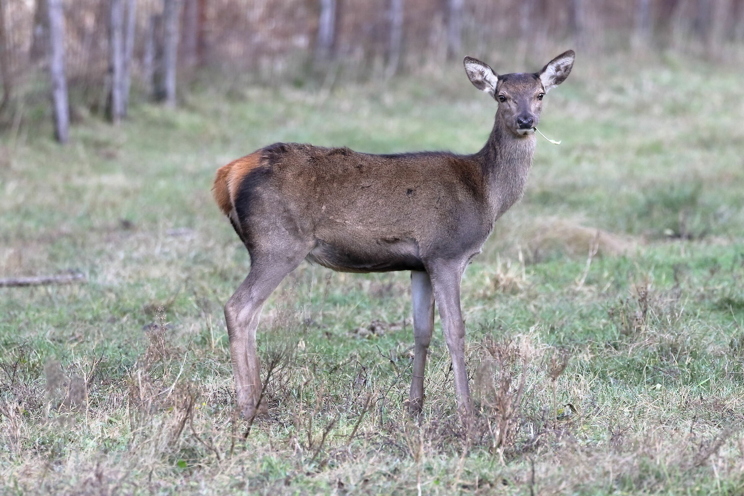 A flower sprouts in your mouth