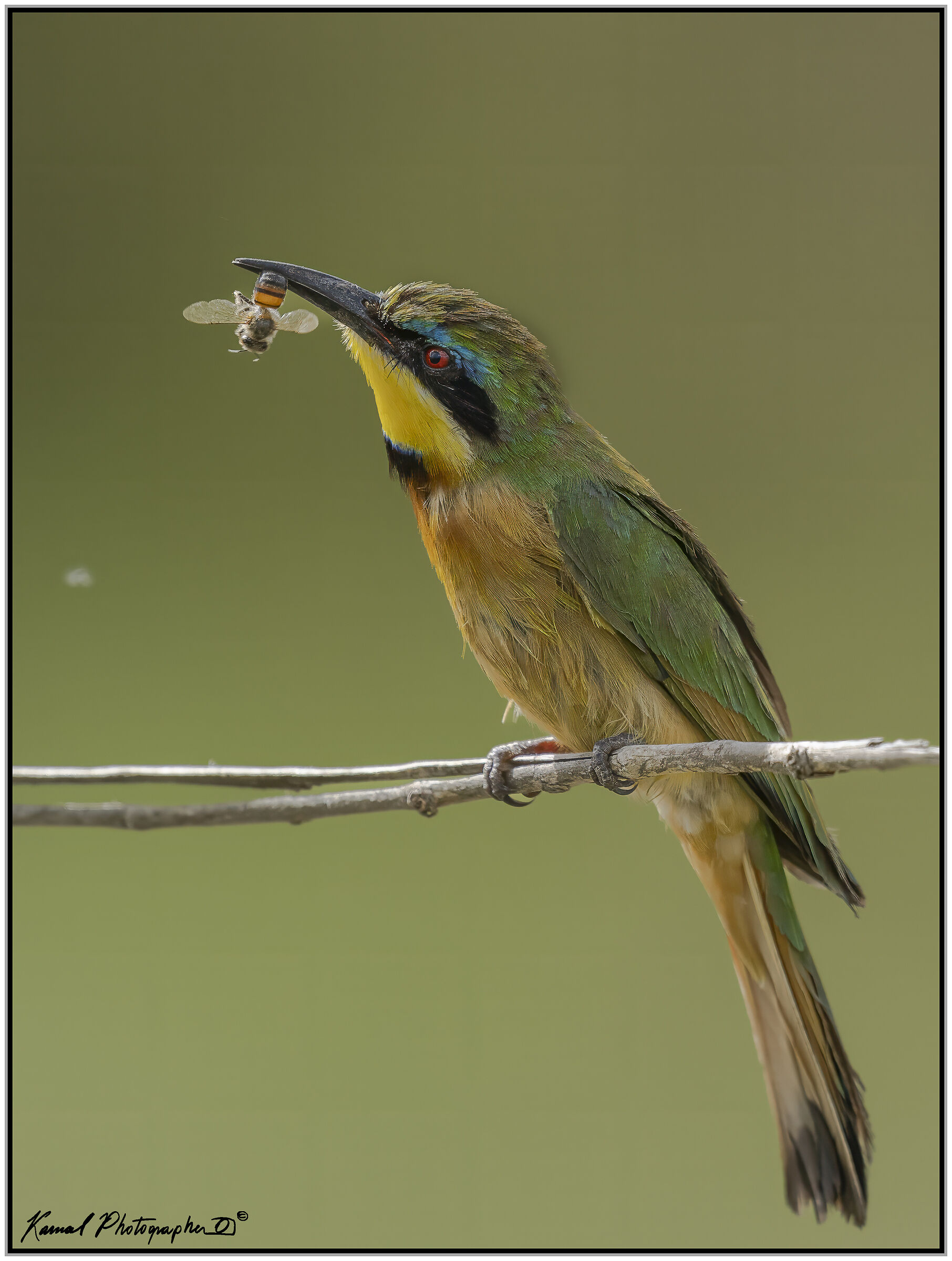 (Gruccione minore)(Merops pusillus)