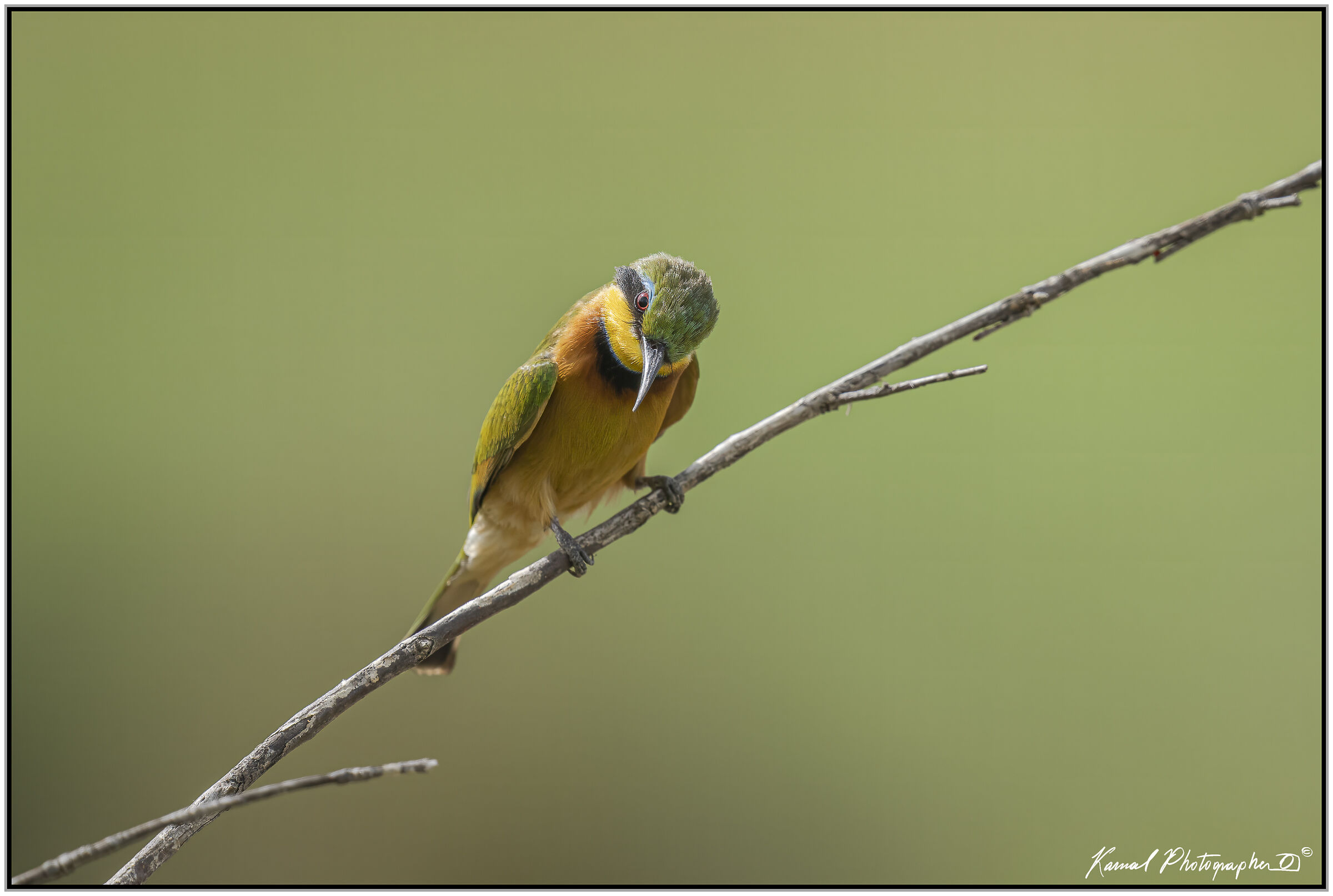 (Gruccione minore)(Merops pusillus)