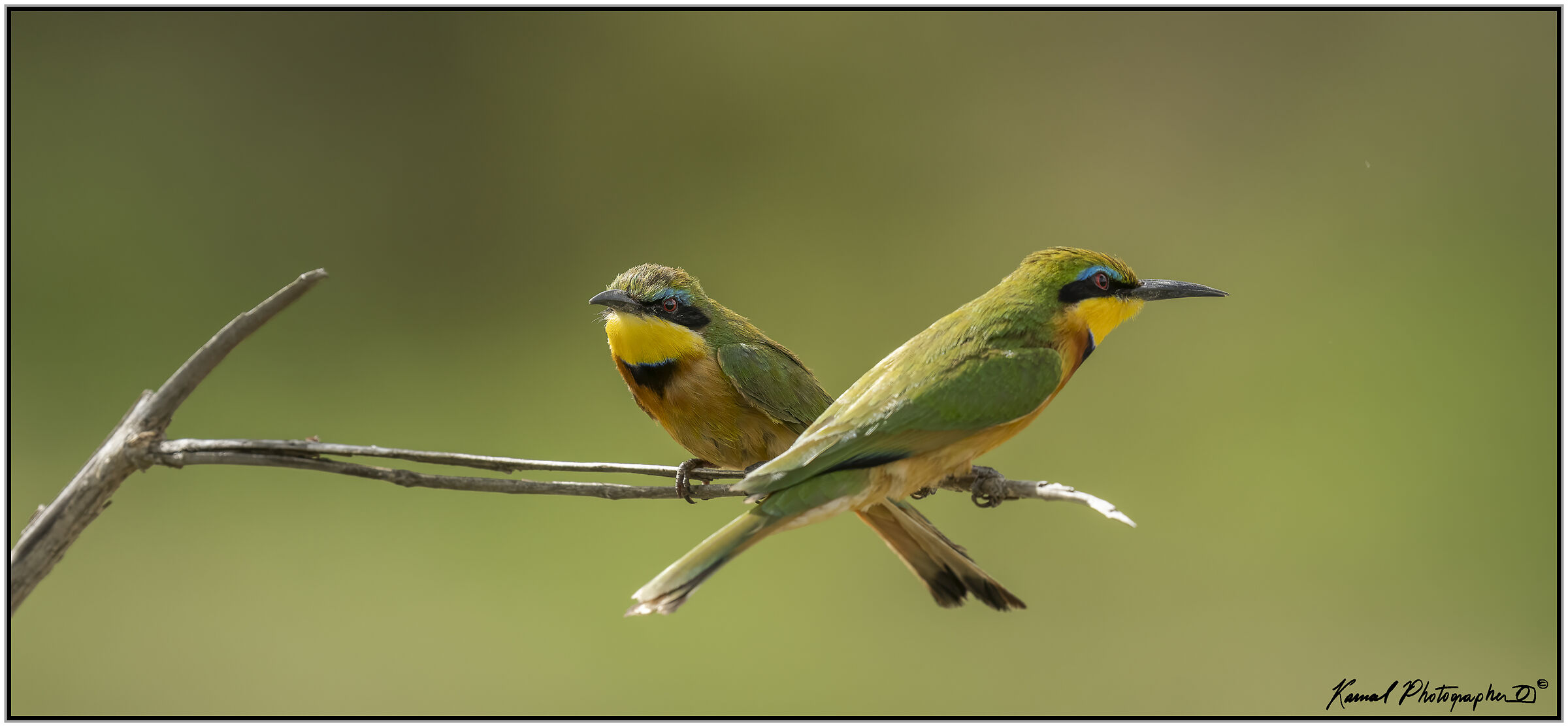 (Gruccione minore)(Merops pusillus)