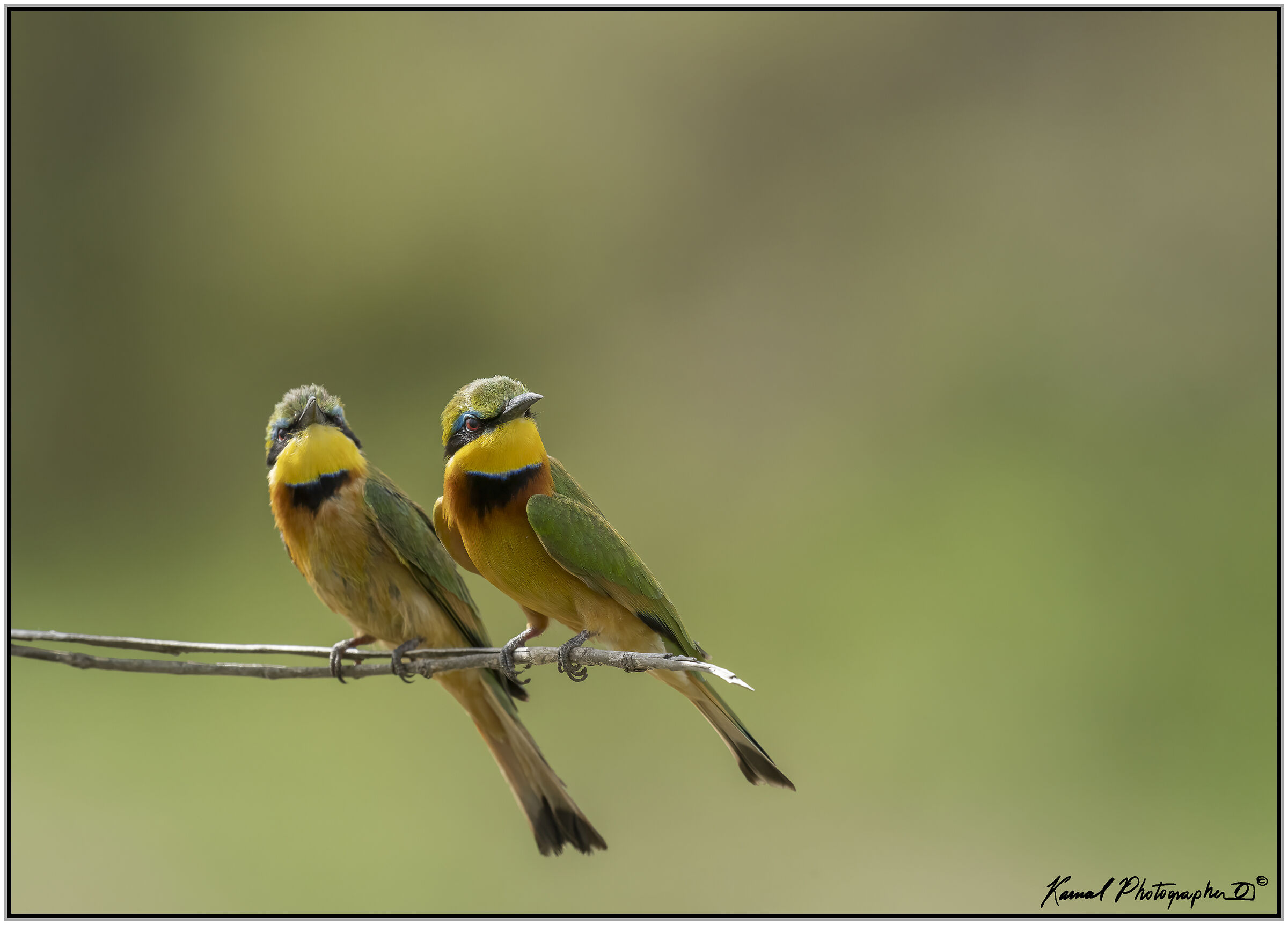 (Gruccione minore)(Merops pusillus)